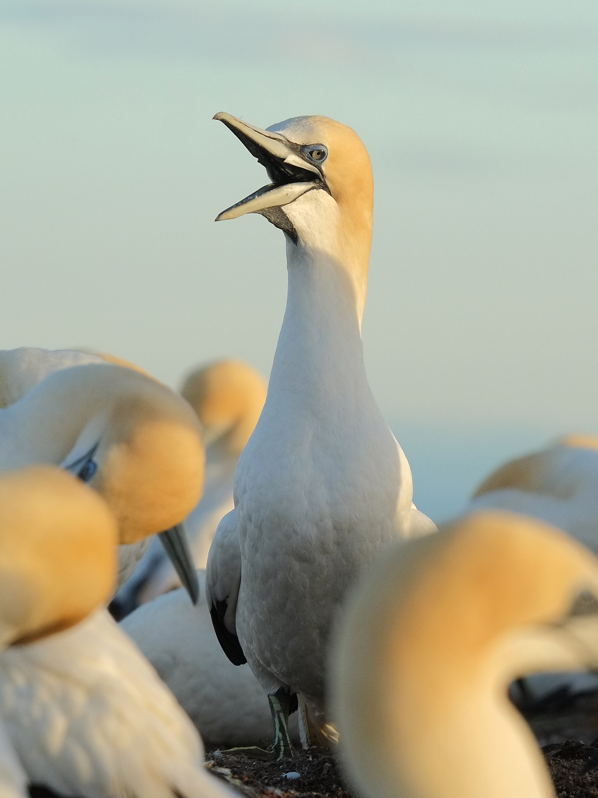 Gannet squawking in colony
