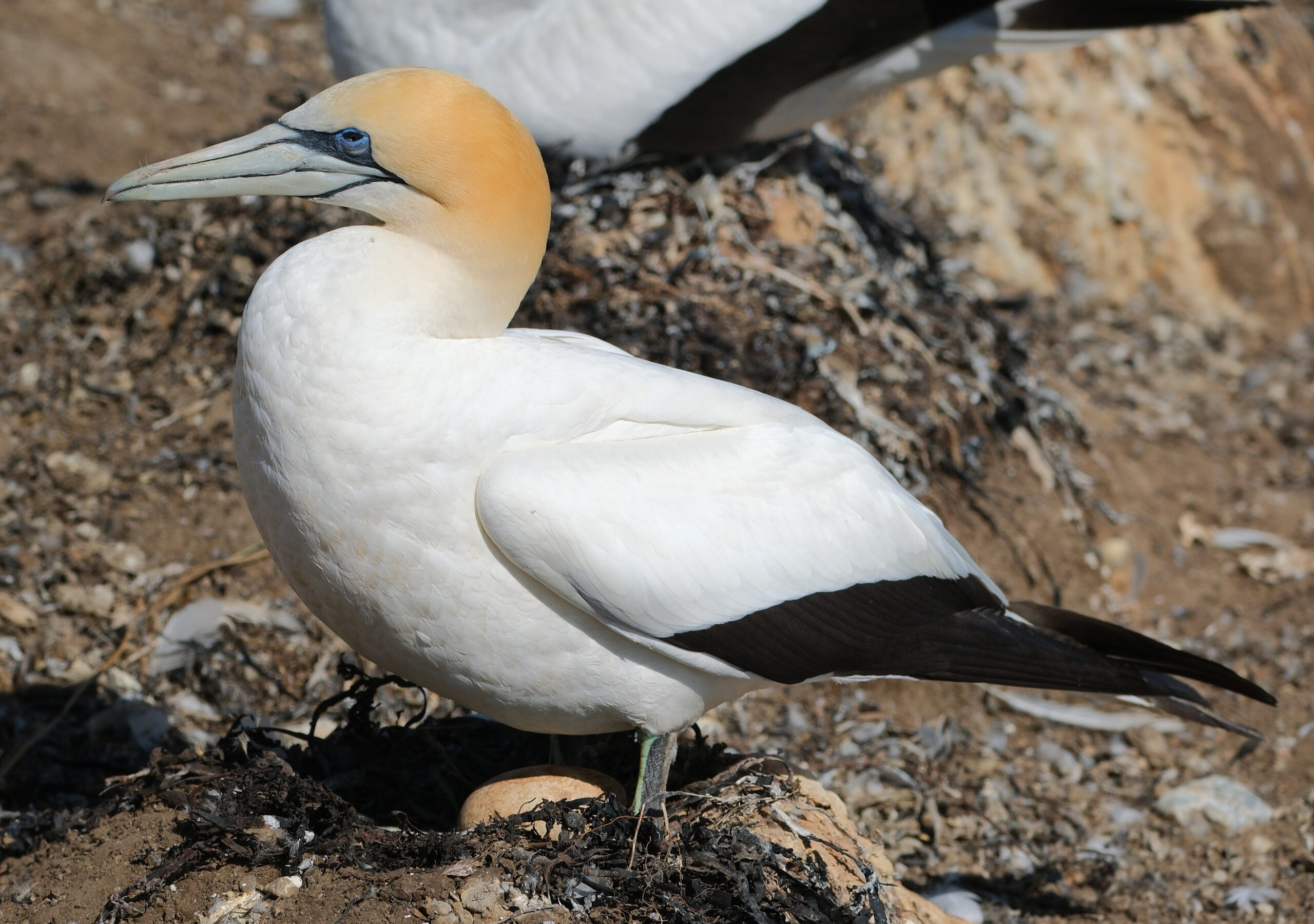 Gannet standing in nest with egg
