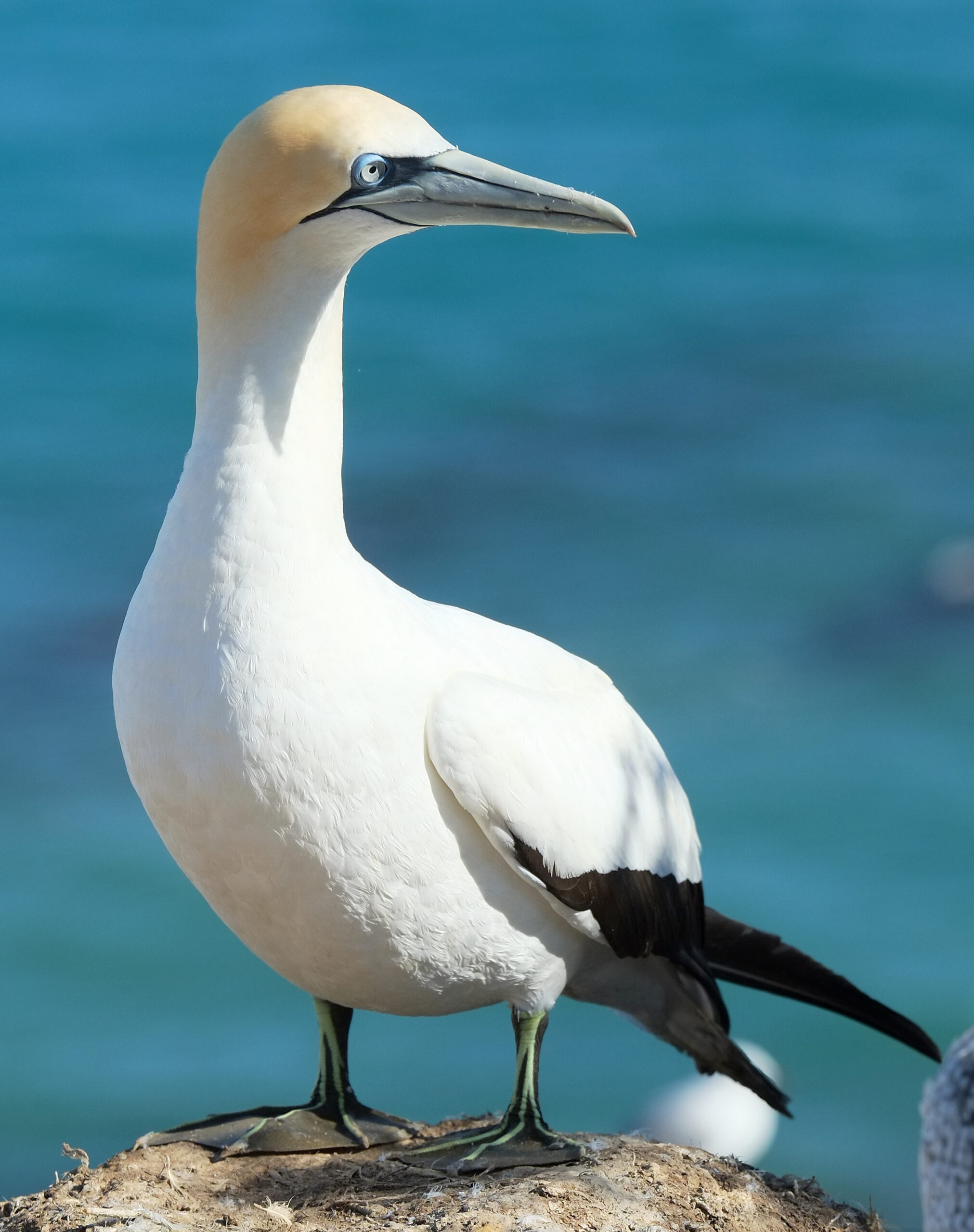 Gannet standing on nest mound