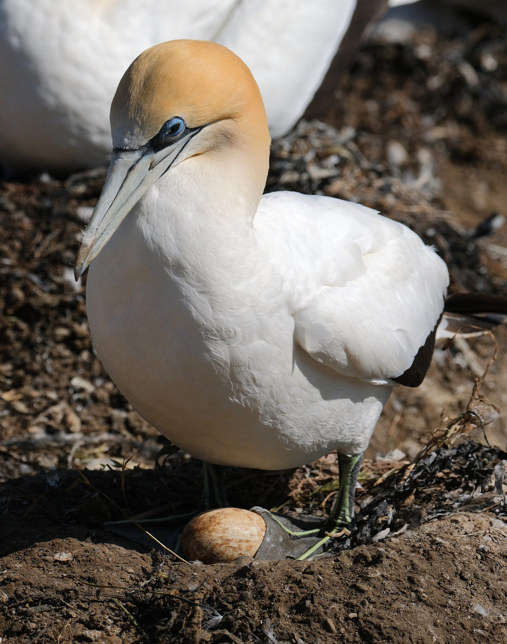 Gannet standing with foot on egg in nest