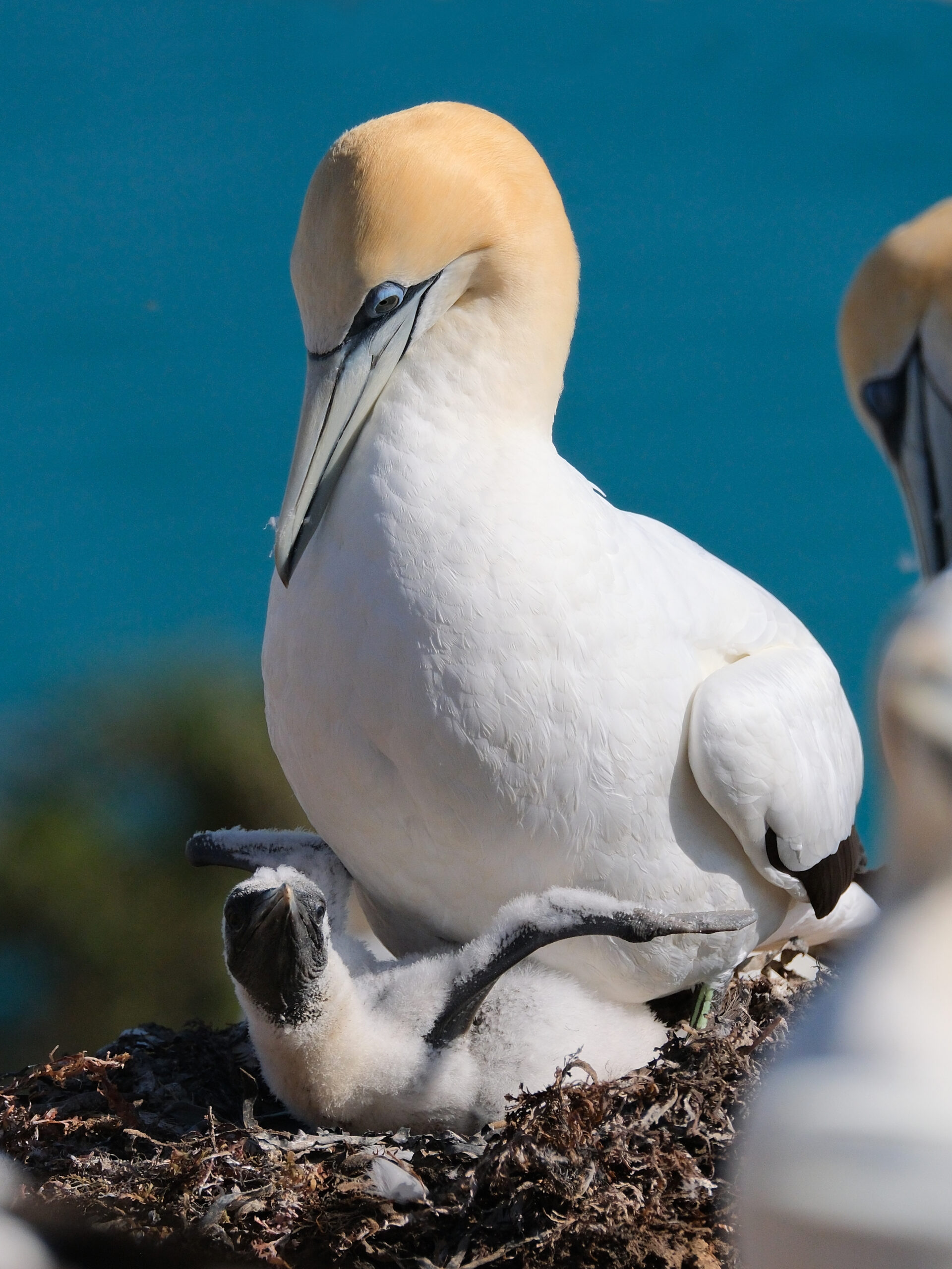 Gannet with chick in nest stretching its wings