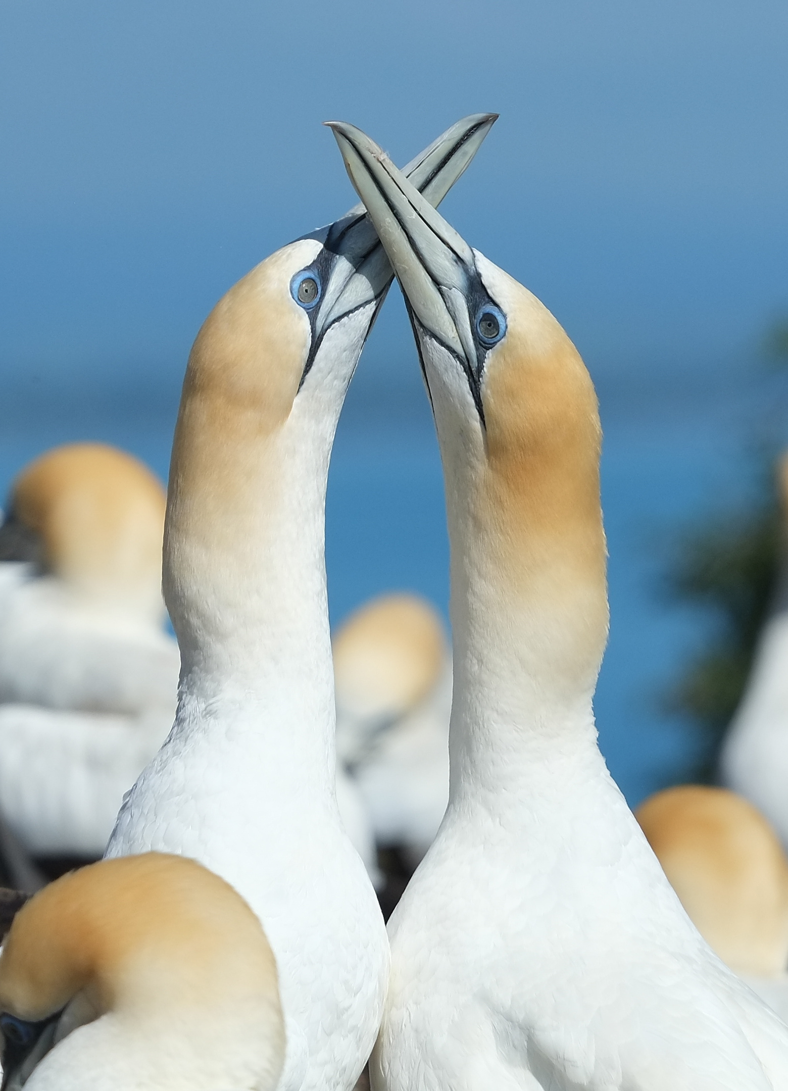 Gannets greeting each other with beaks