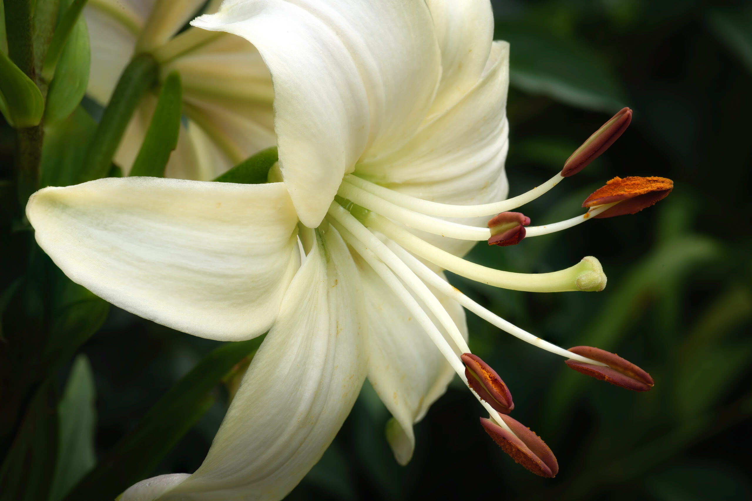Garden Lily - Mississauga, Ontario