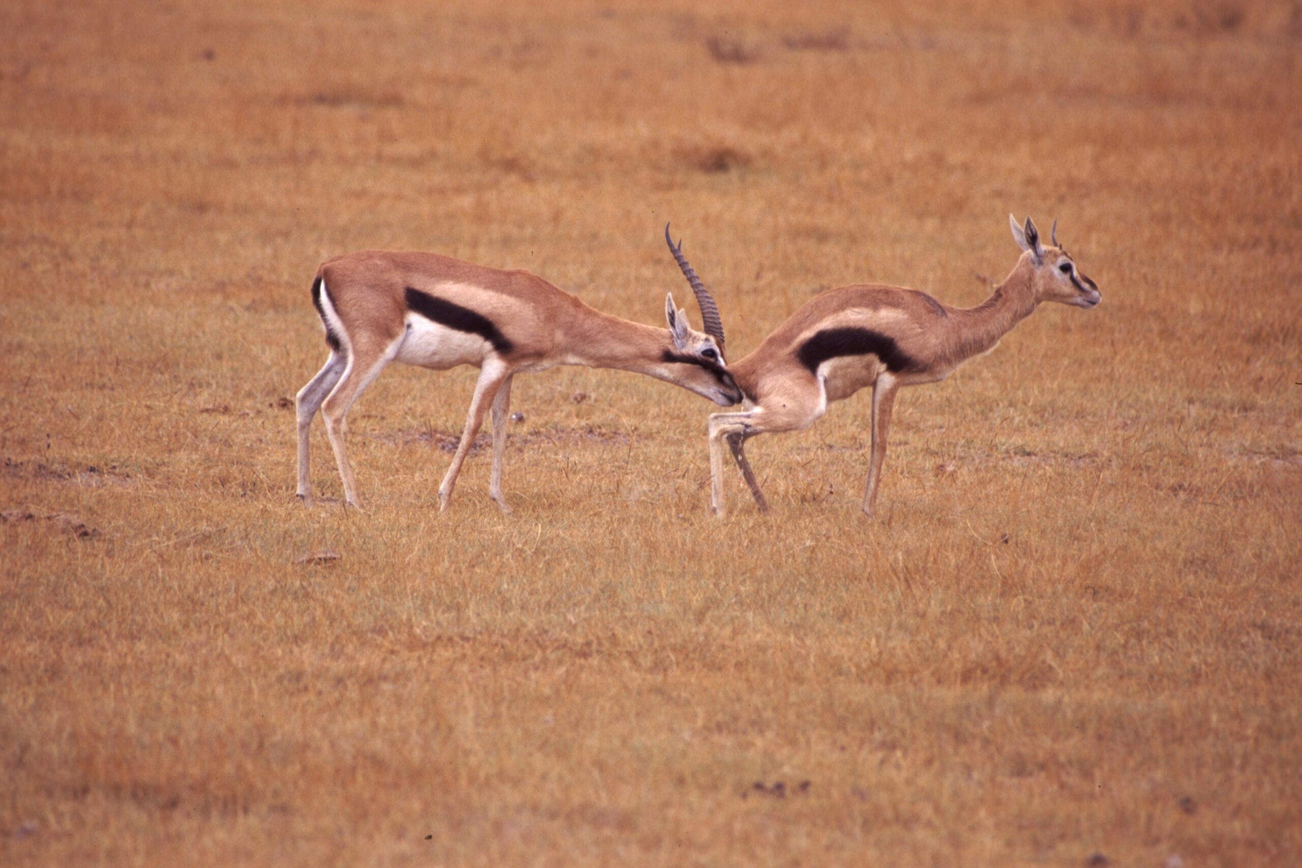 Gazelle Checking Estrus