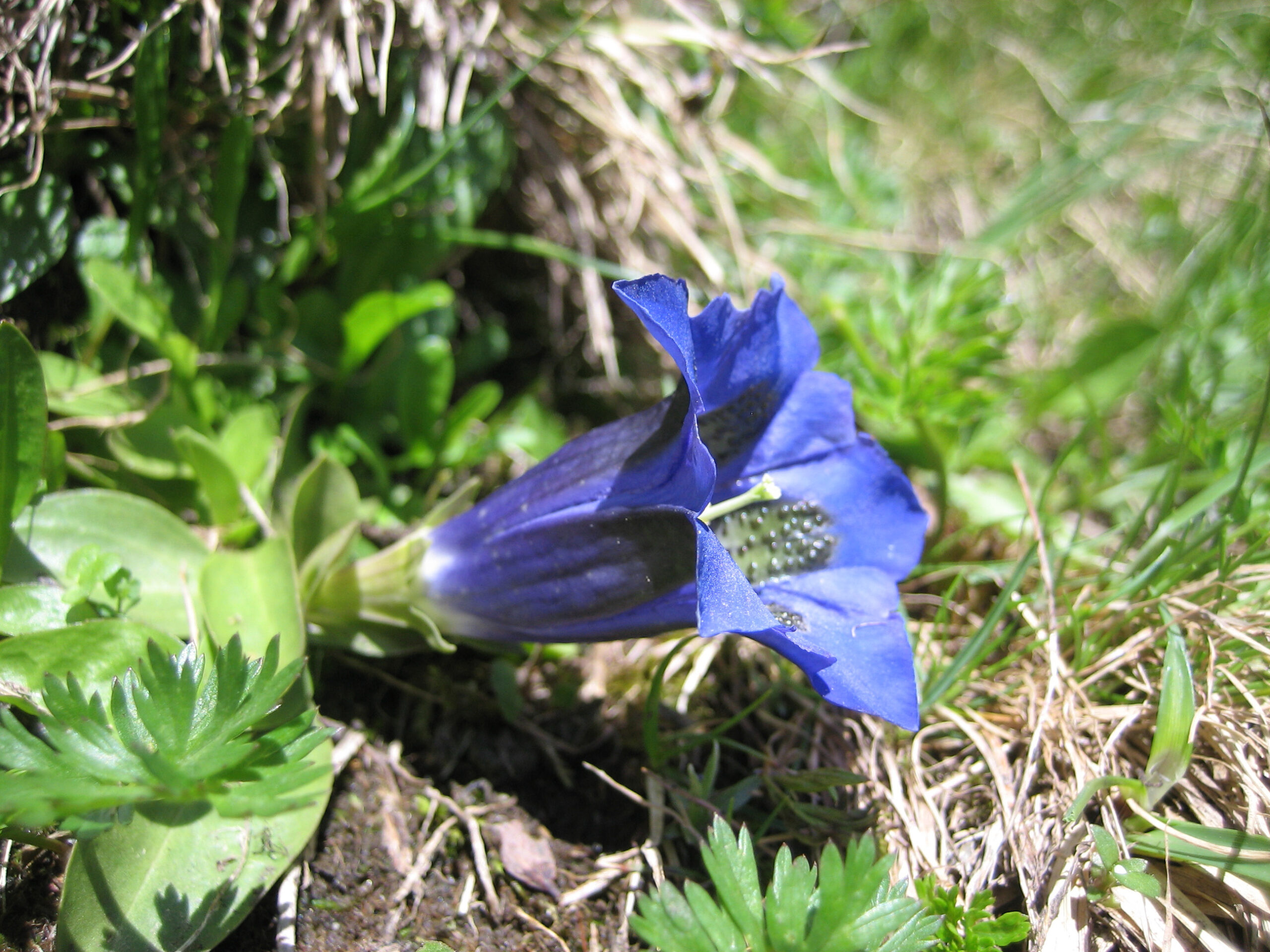 Gentiana 01