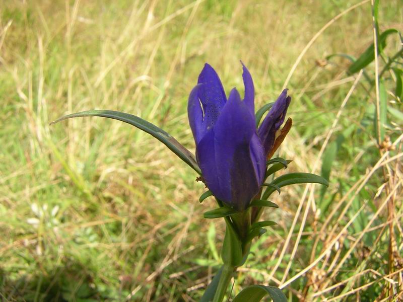 Gentiana pneumonanthe1204