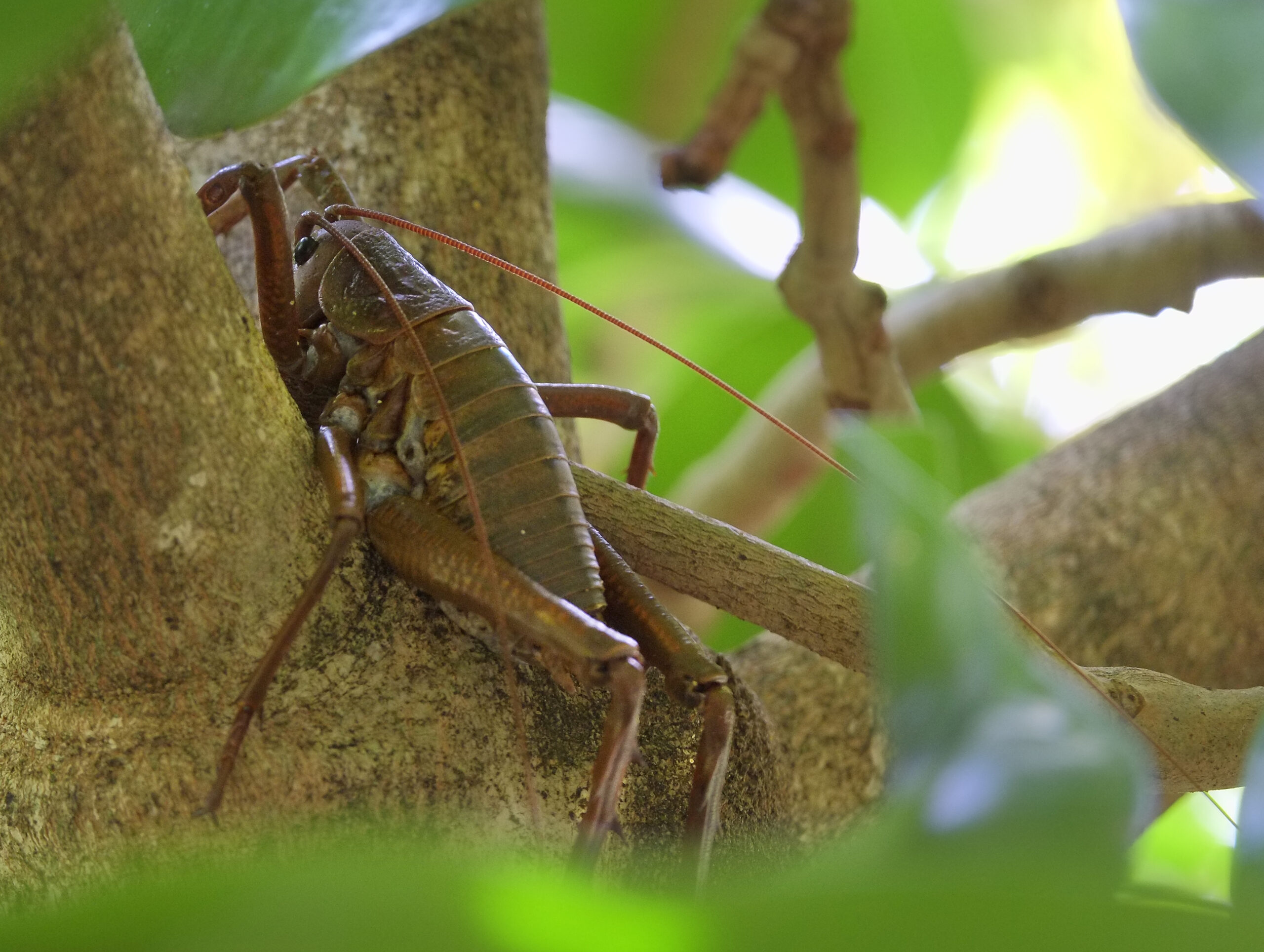 Giant weta sitting on a tree branch fork (Tiritiri Matangi)