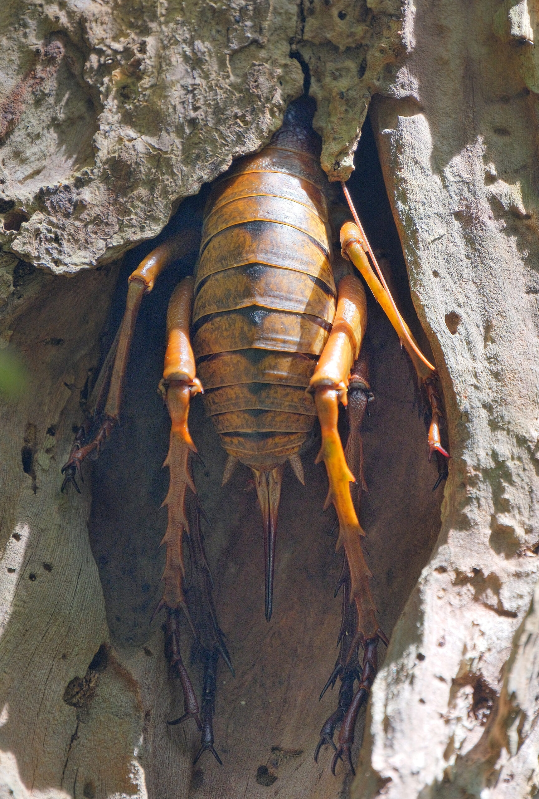 Giant weta tucked into a hole in a tree (Tiritiri Matangi)