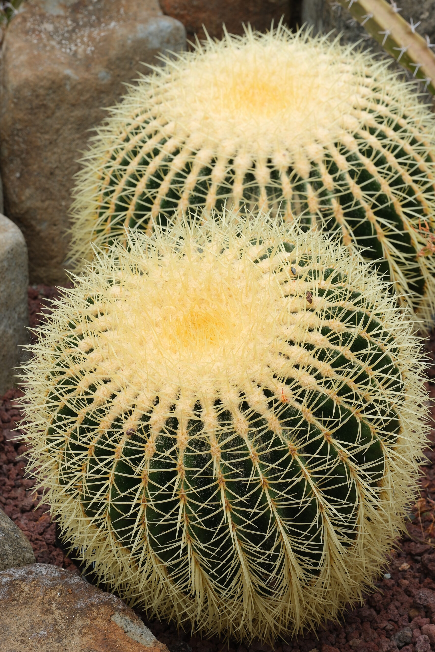 Golden barrel cactus (Echinocactus grusonii)