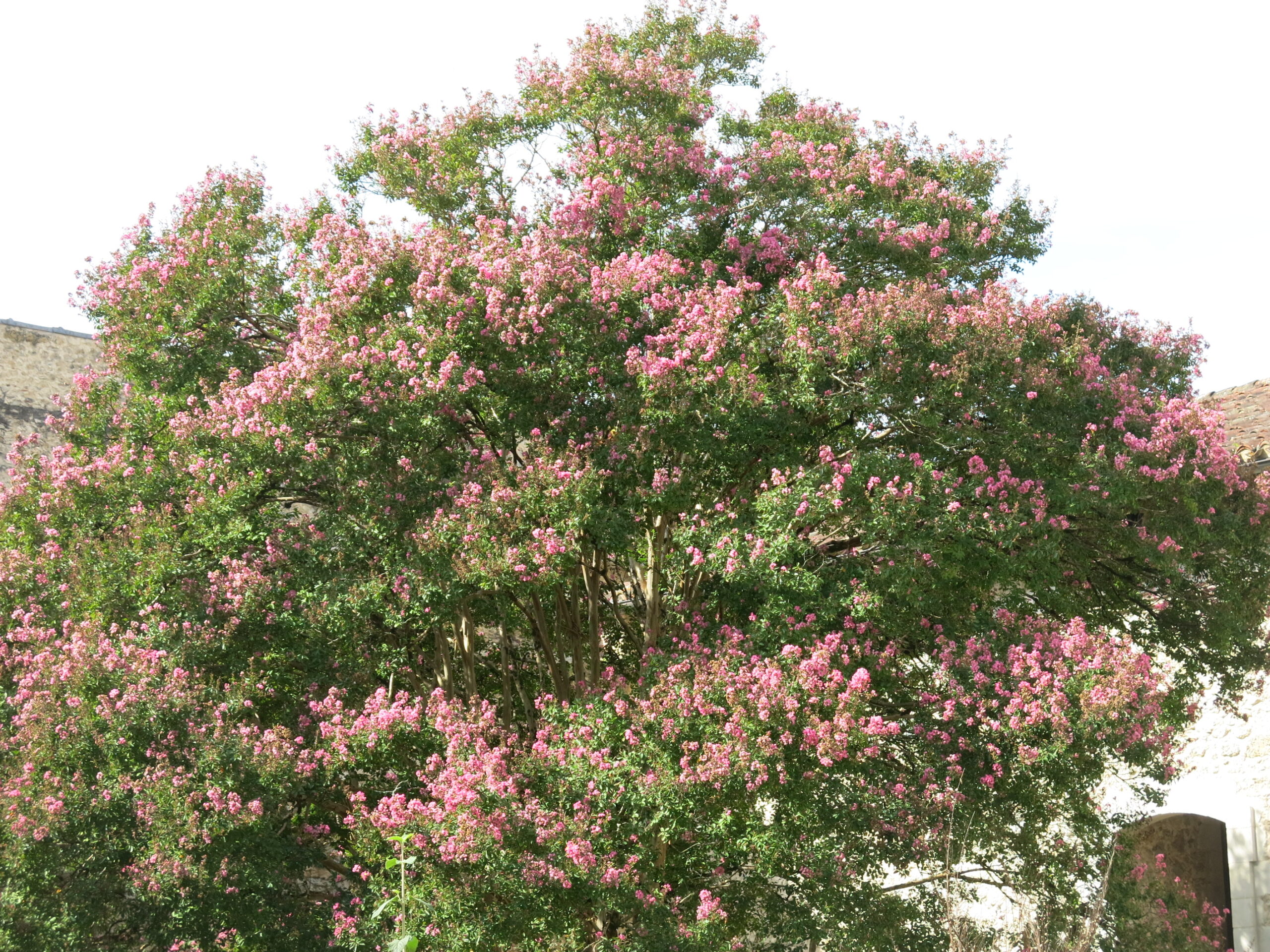 Grand lagerstroemia de l'abbaye de Sorde 2