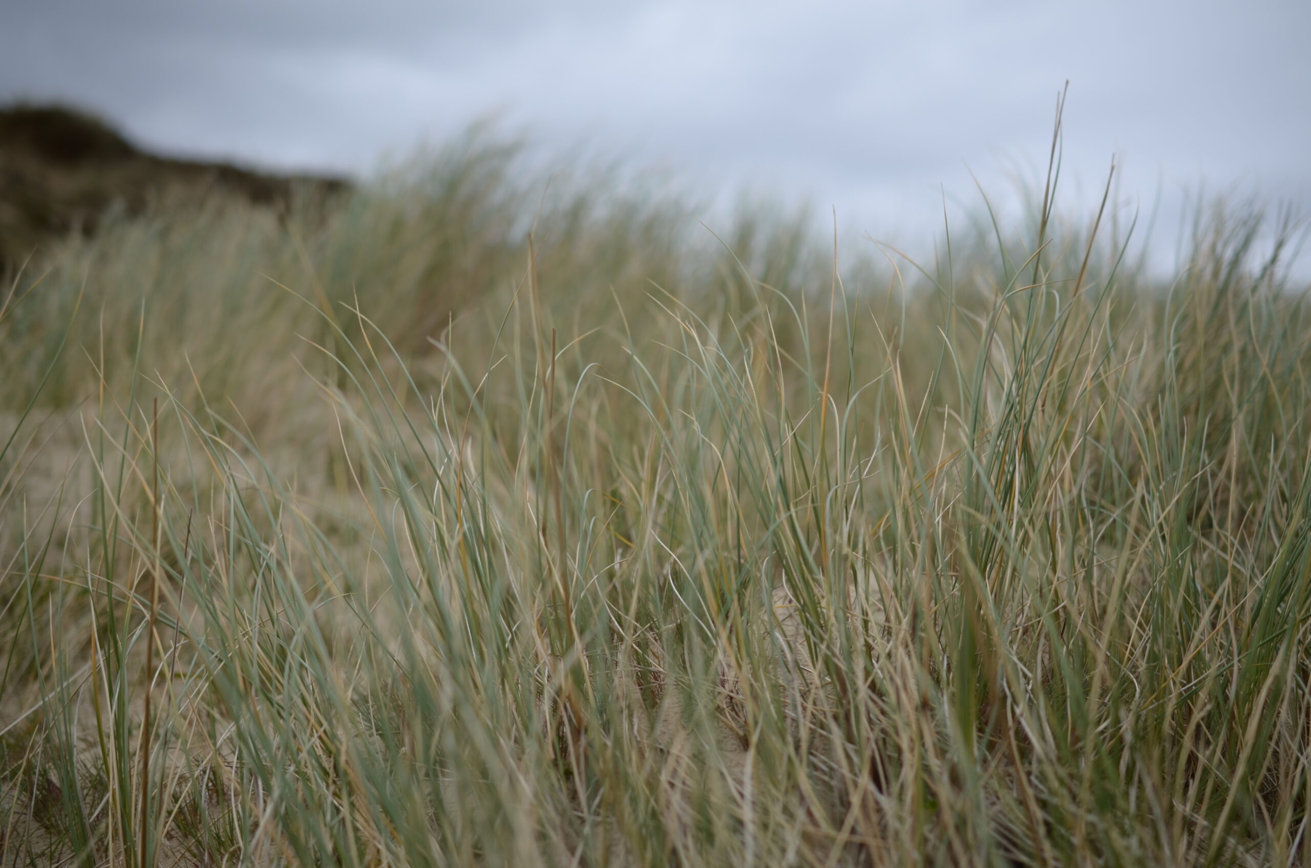 Grass public domain