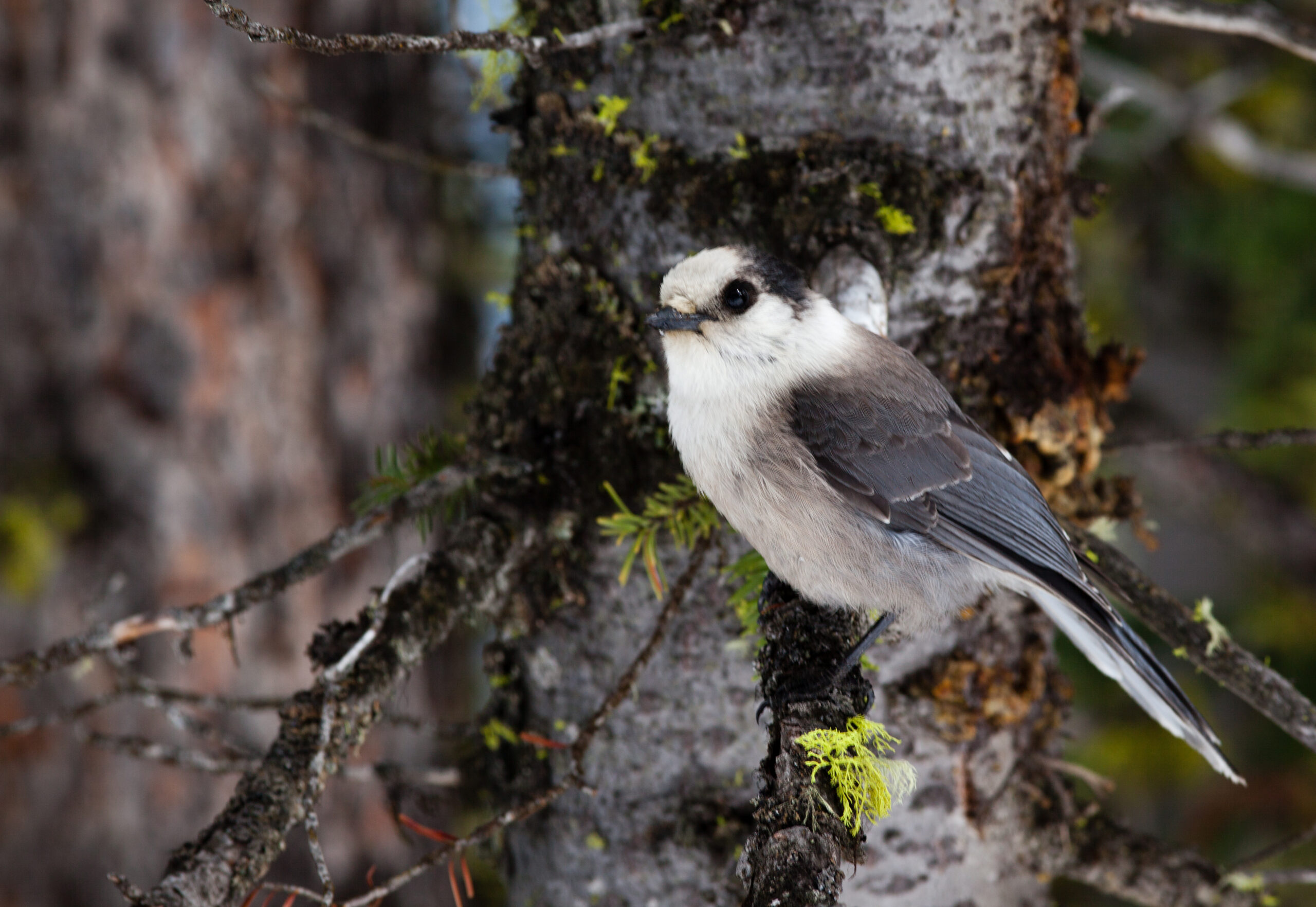 Gray Jay in Late Spring
