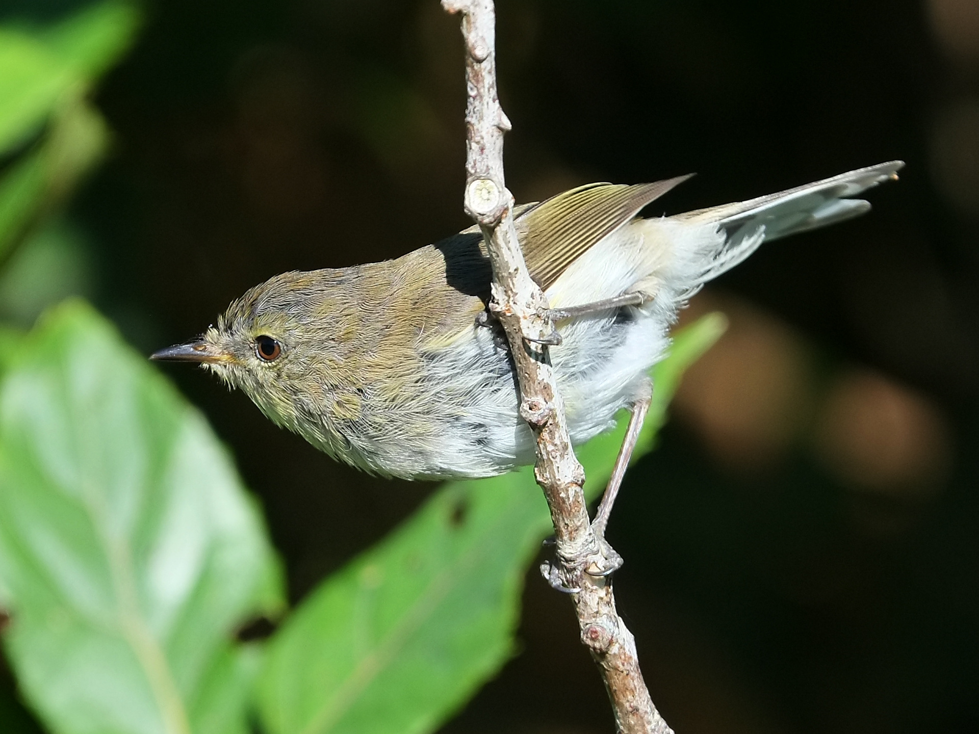Grey warbler clinging to a twig
