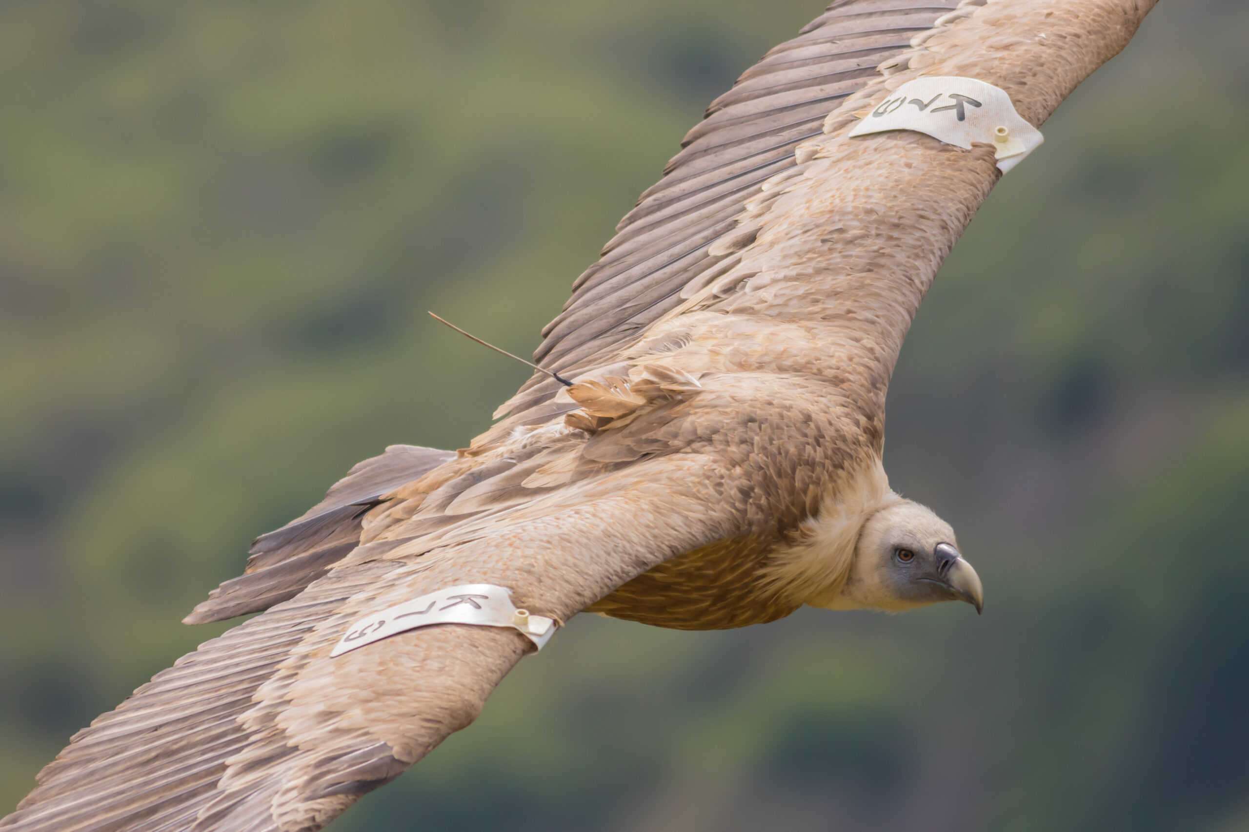 Griffon vulture at Gamla nature reserve