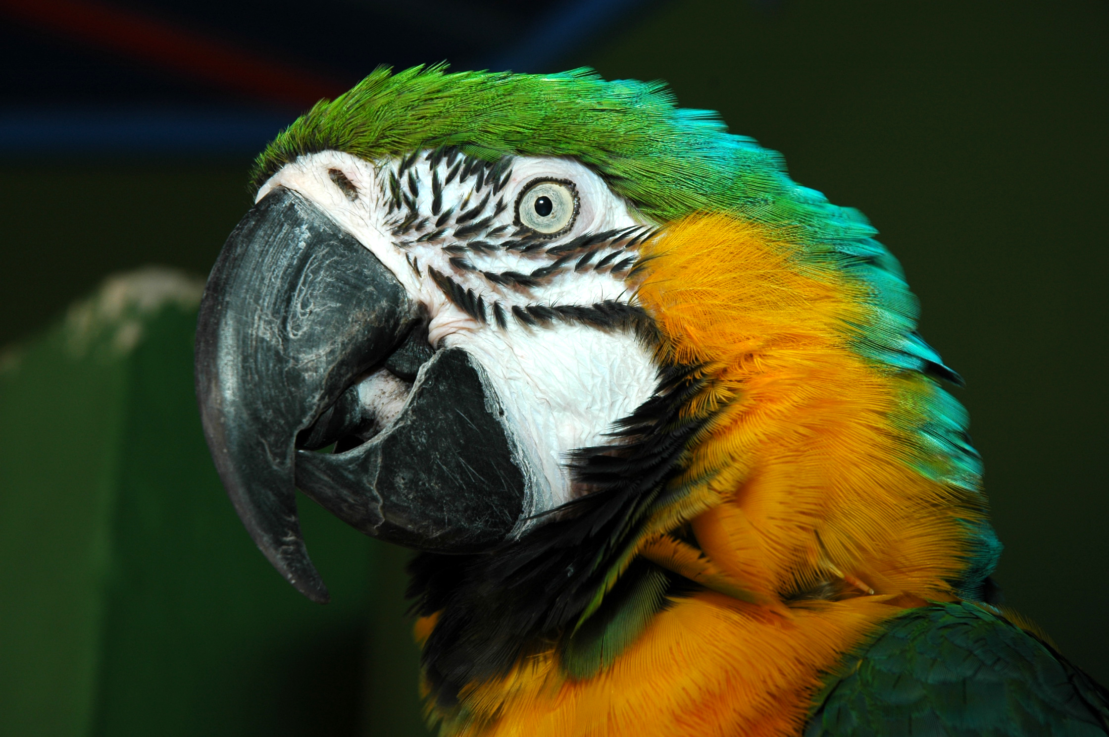 Guacamayo - Ara Ararauna