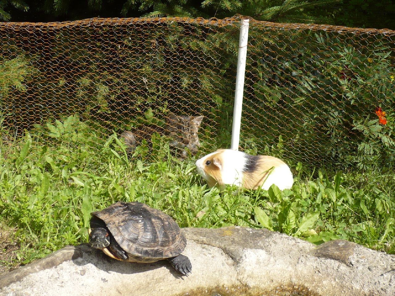 Guinea Pig with cat and tortoise