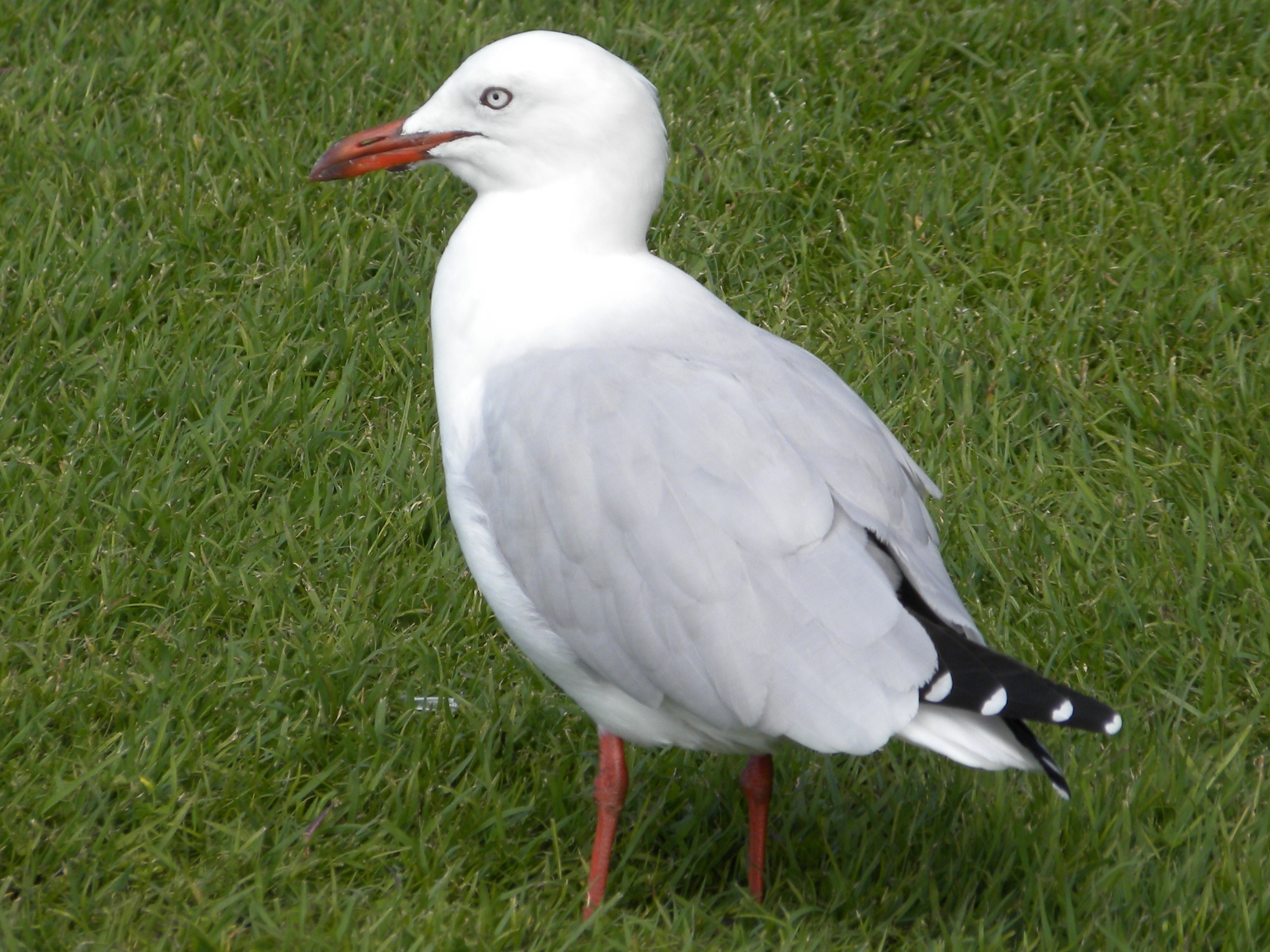 Gull, Silver (Public Domain)