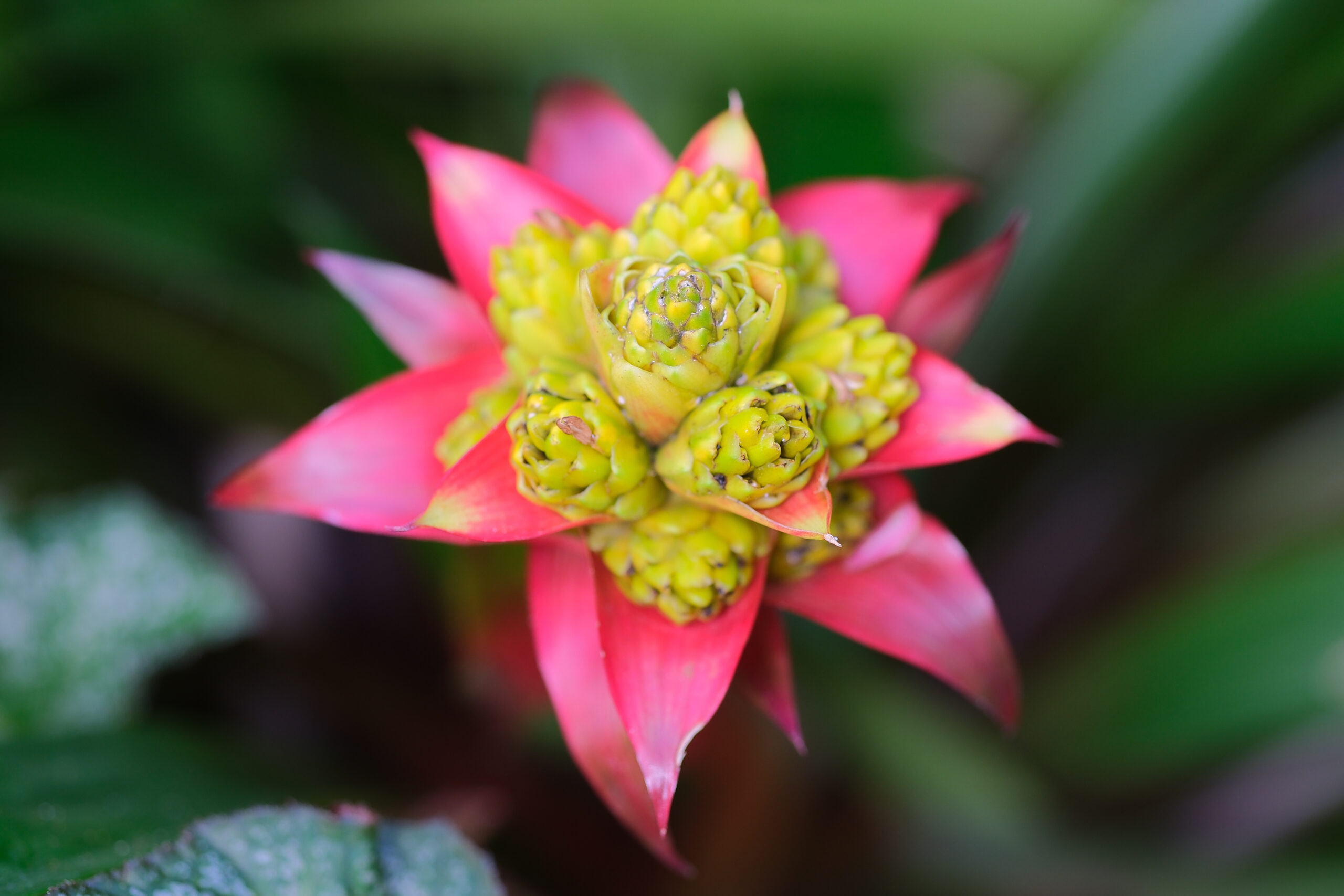 Guzmania 'Limones' inflorescence