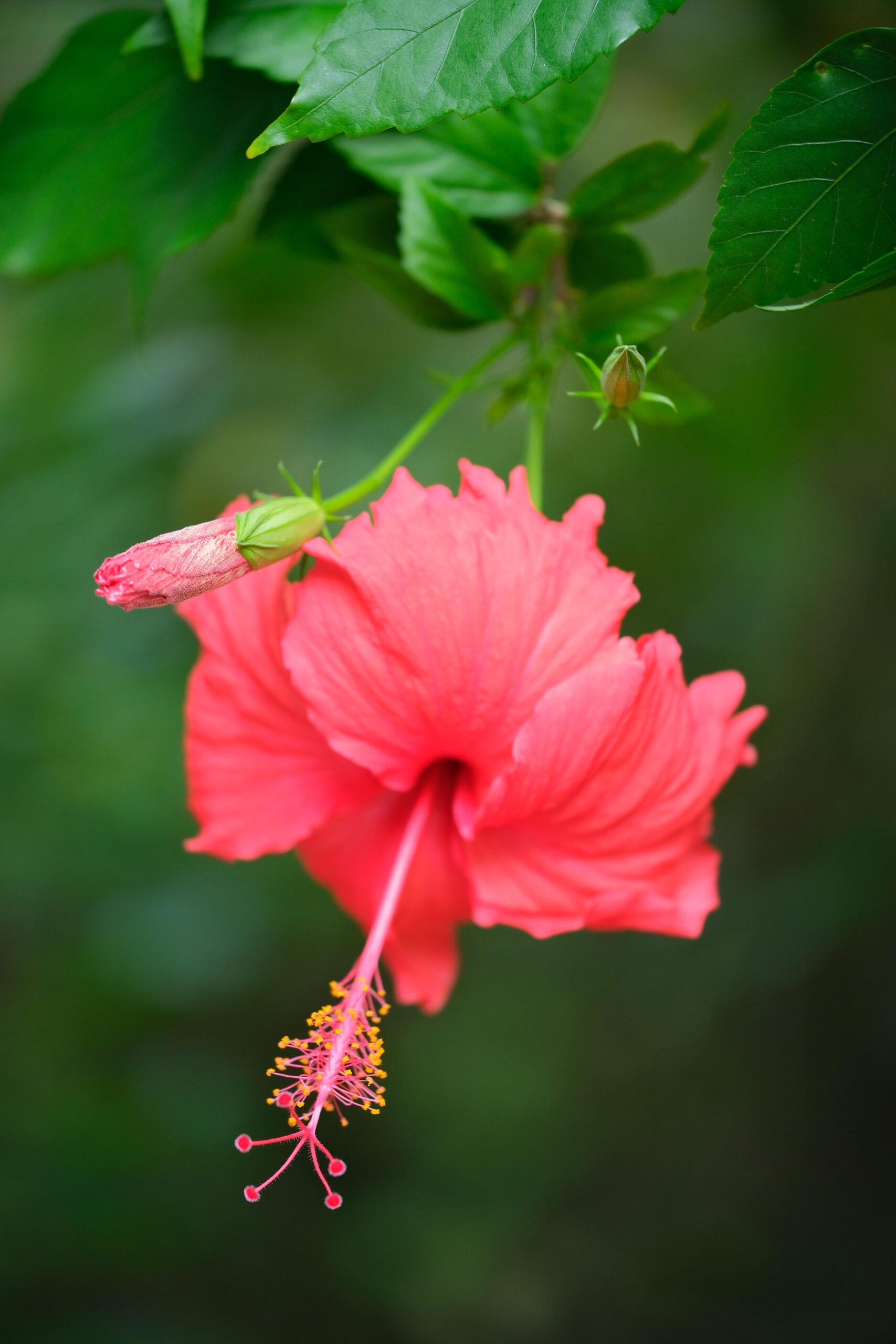Hawaiian hibiscus (Hibiscus x rosa-sinensis) flower (Niue)