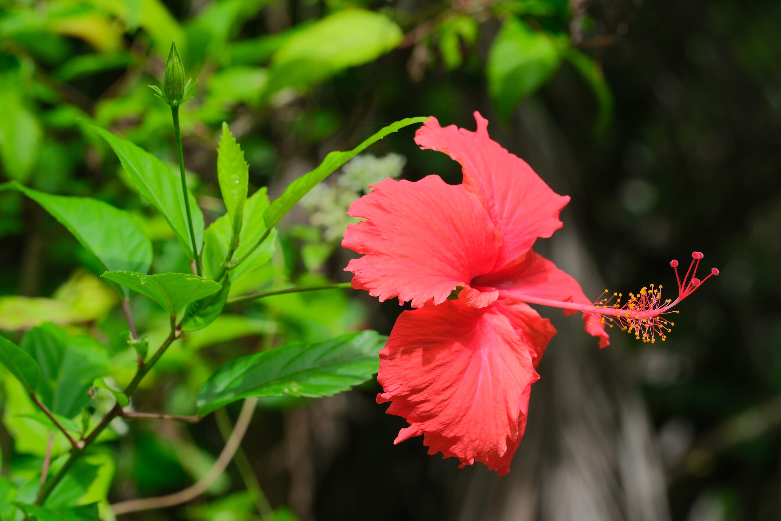 Hawaiian hibiscus (Hibiscus x rosa-sinensis) flower and leaves (Niue)