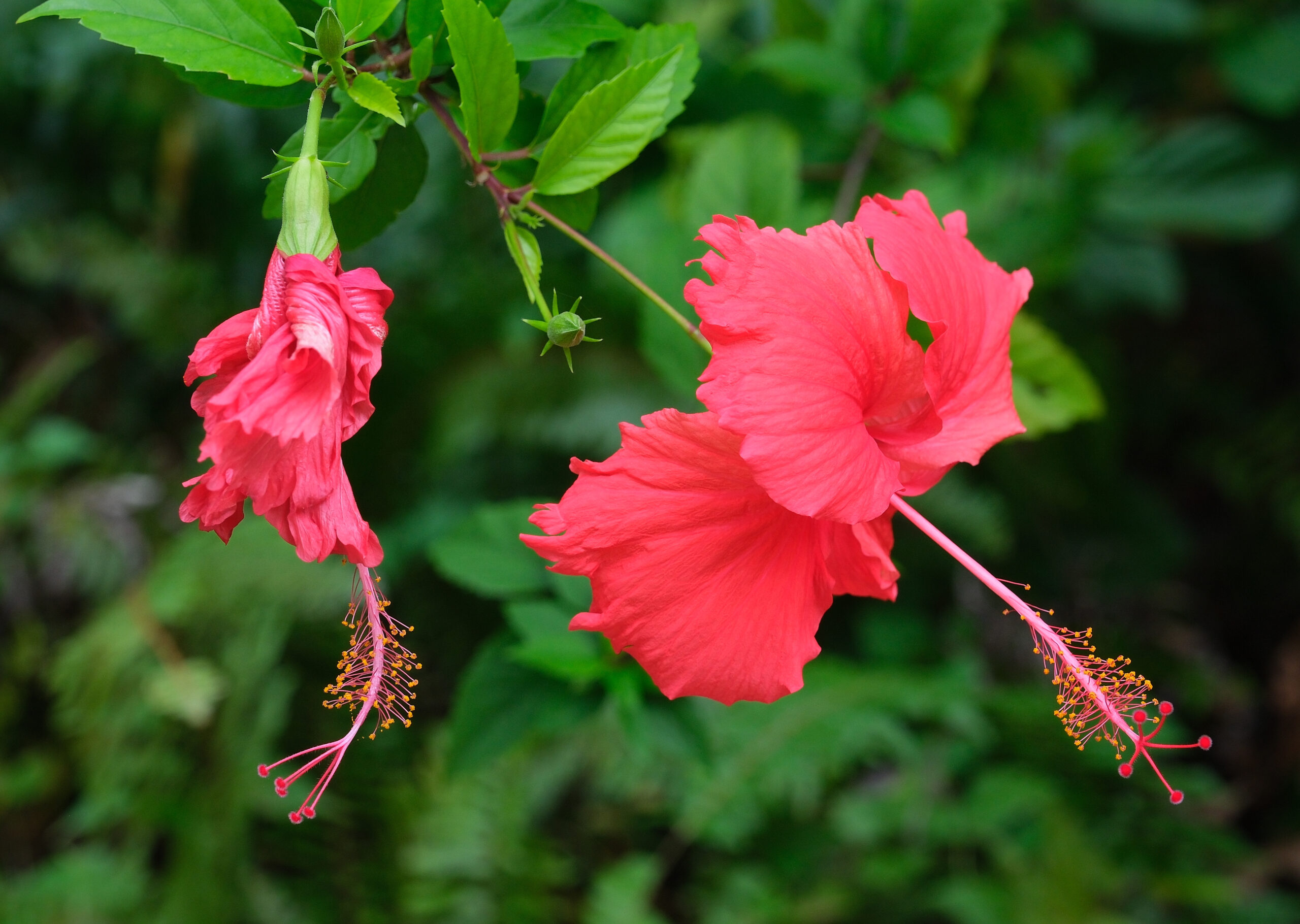 Hawaiian hibiscus (Hibiscus x rosa-sinensis) flowers (Niue)
