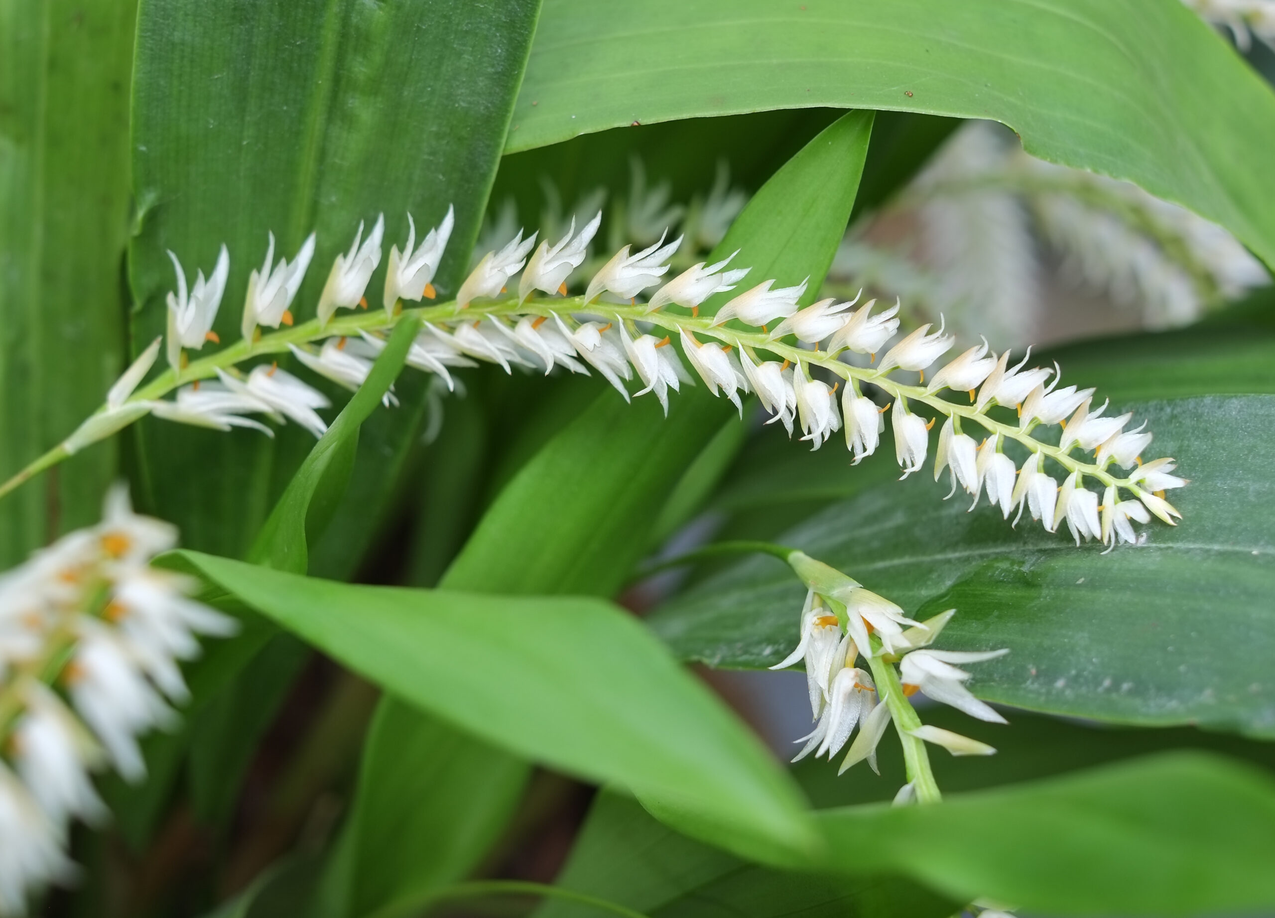 Hay-scented orchid (Dendrochilum glumaceum) flowers