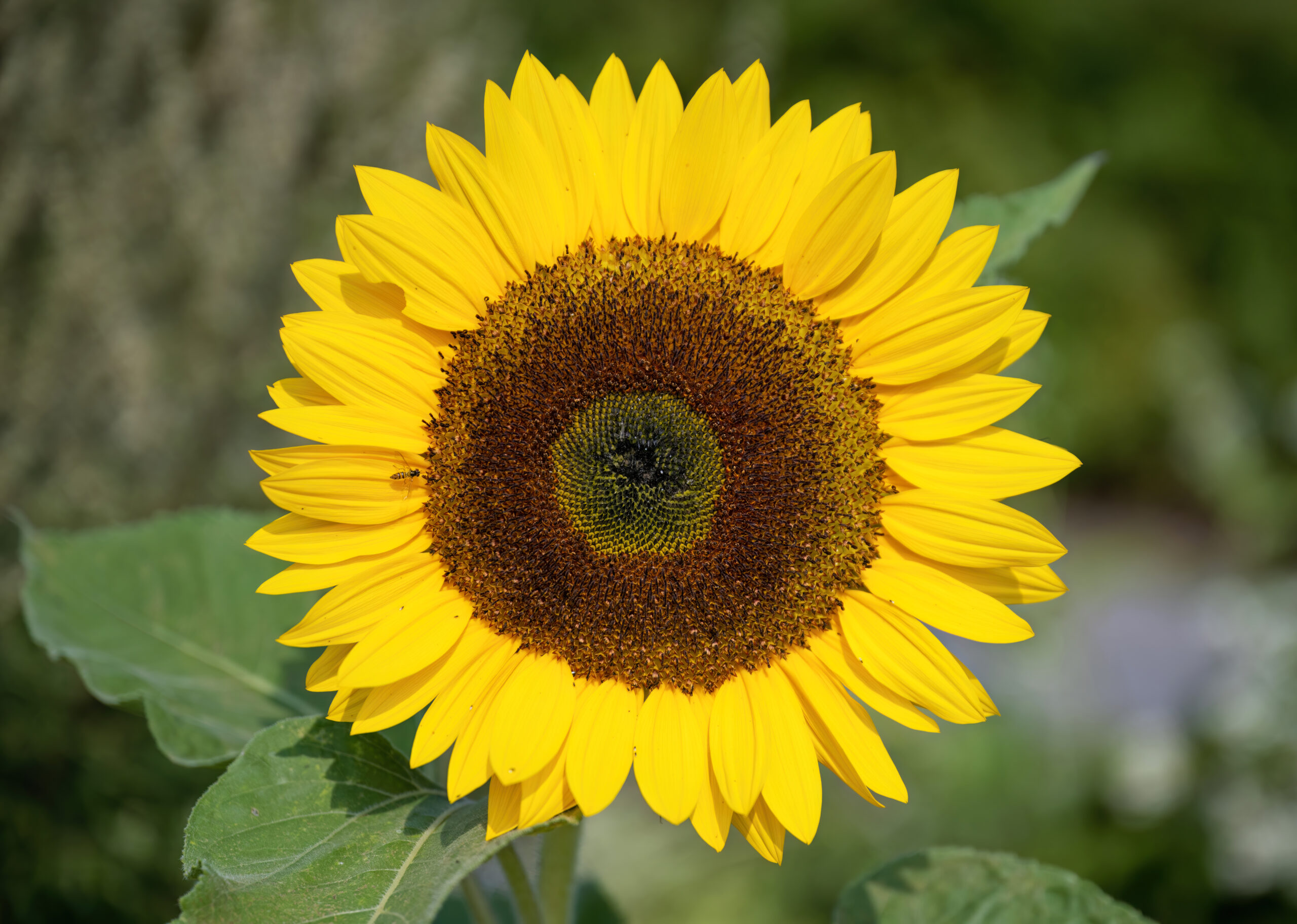 Helianthus annuus L, Tiffany, Helianthe annuel - Tournesol, Plante annuelle. Jardin universitaire Roger-Van den Hende 41