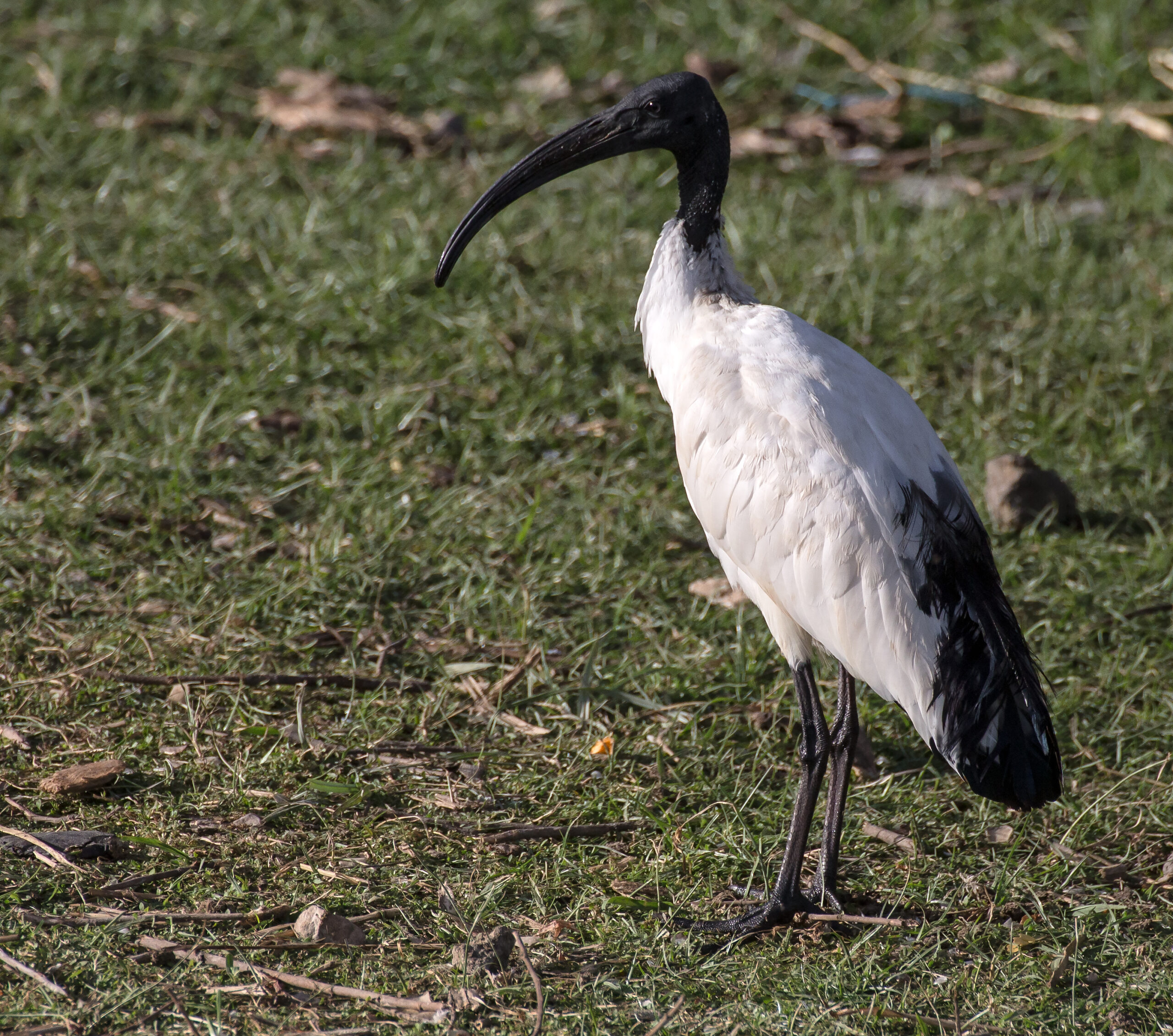 Helig ibis-2