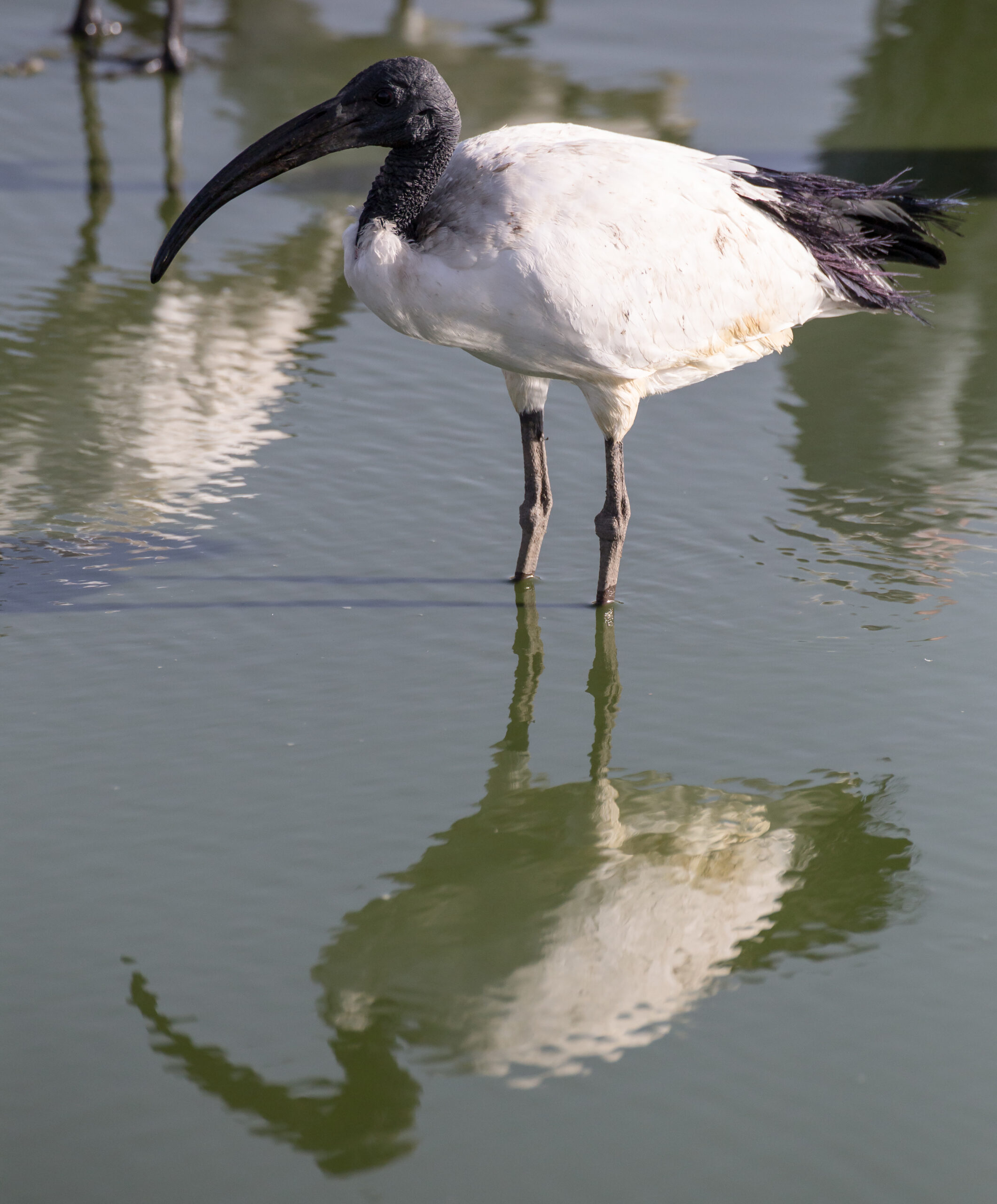 Helig ibis