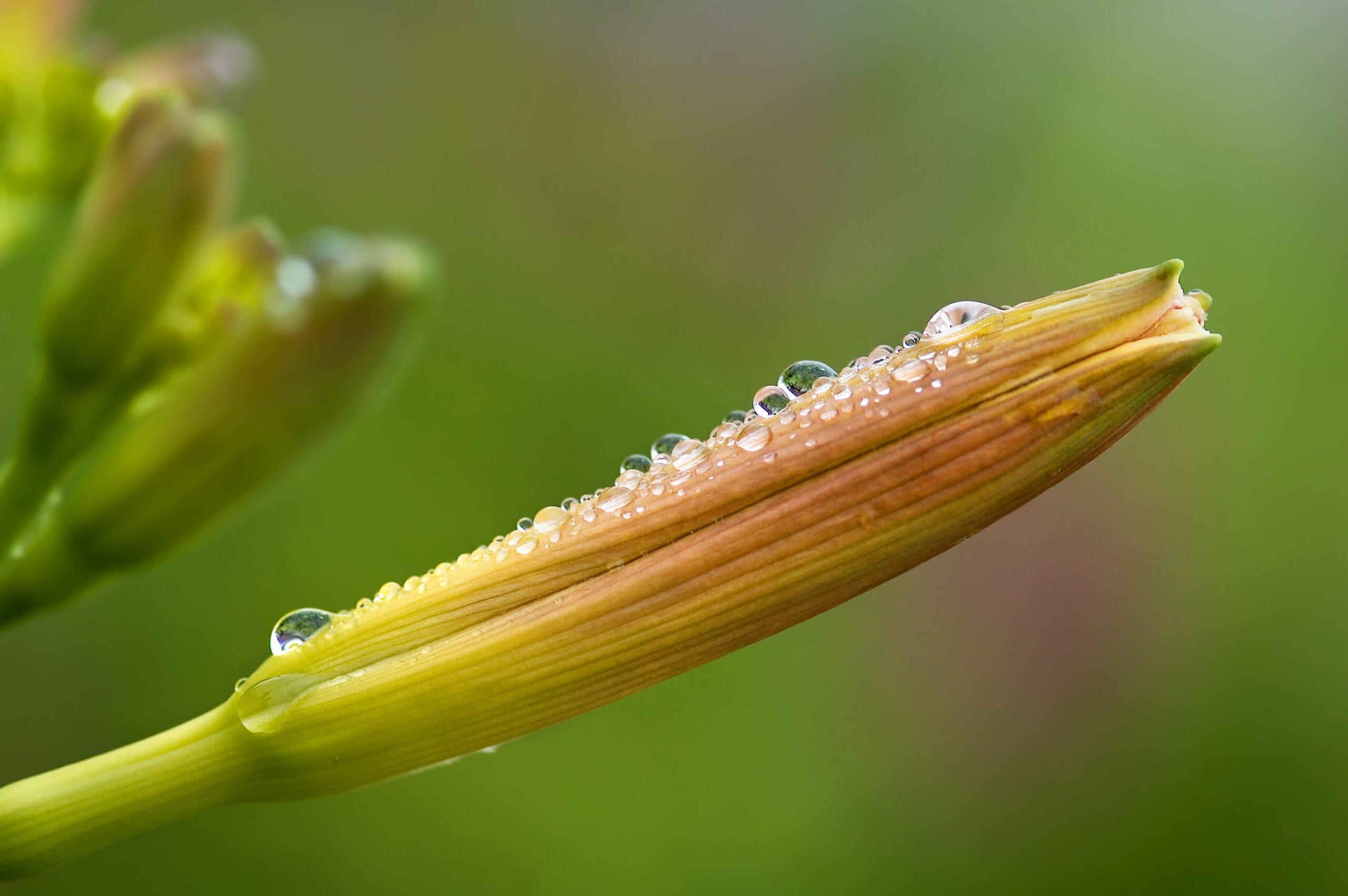 Hemerocallis-Taglilie