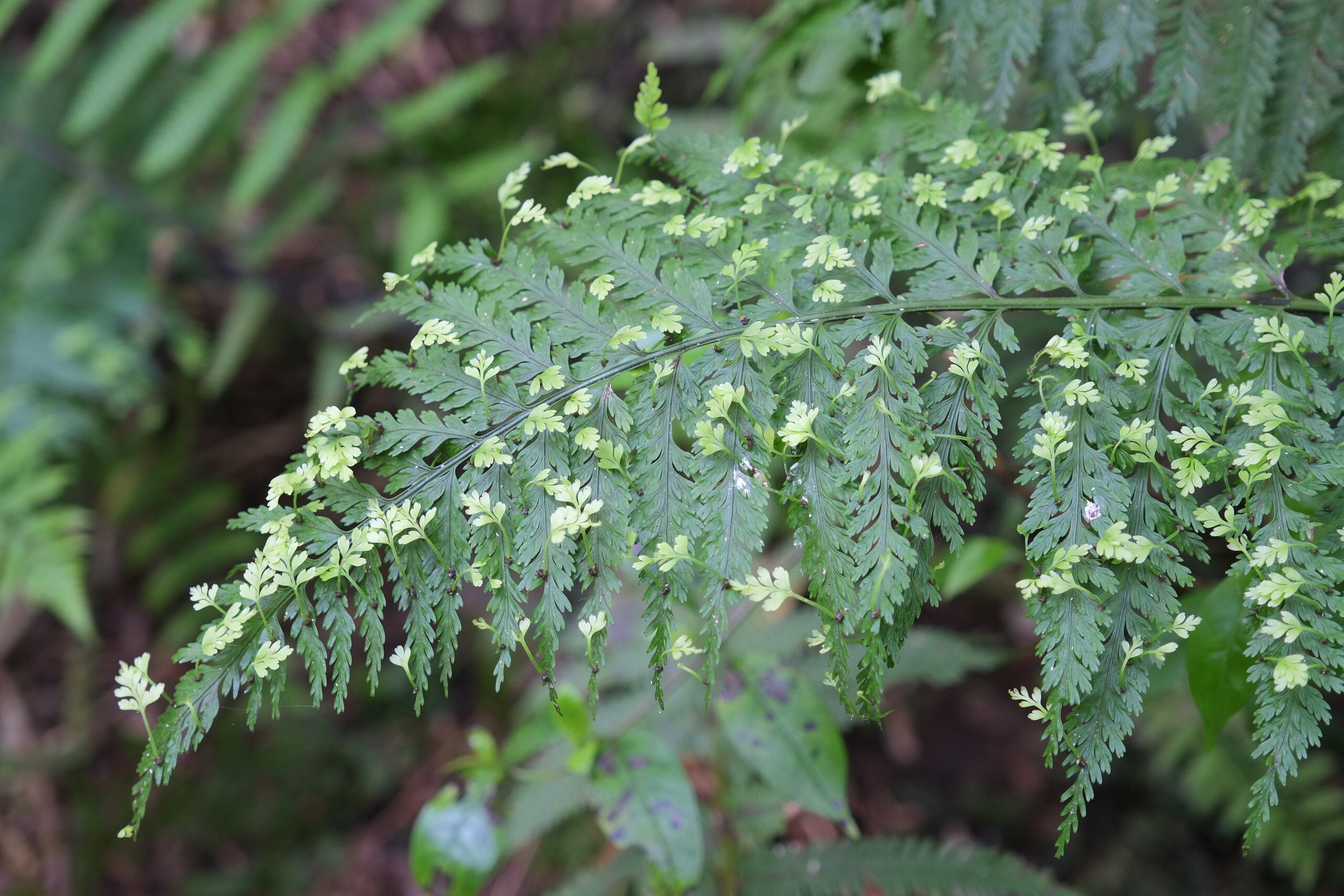 Hen and Chicken Fern (Asplenium bulbiferum) frond with bulbils