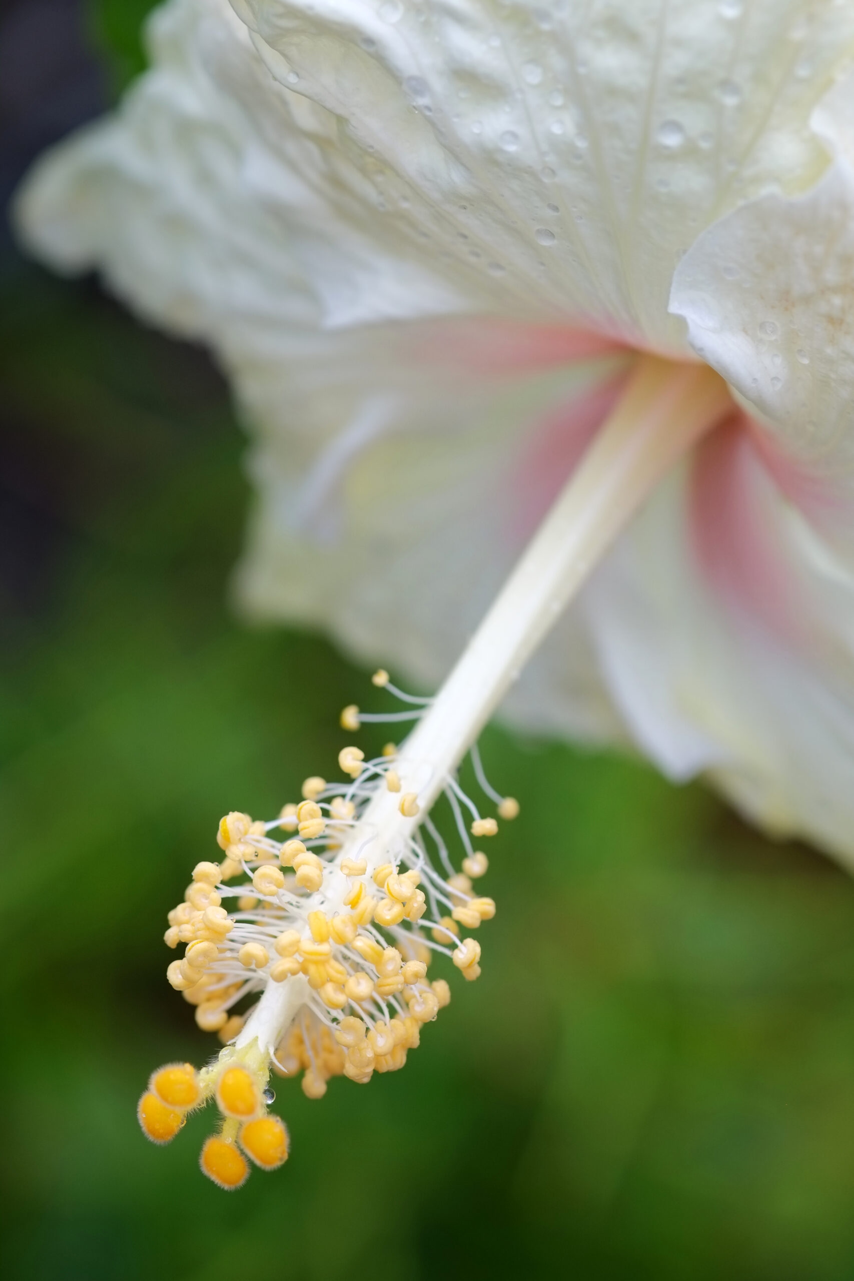 Hibiscus 'Cromwell' flower close-up