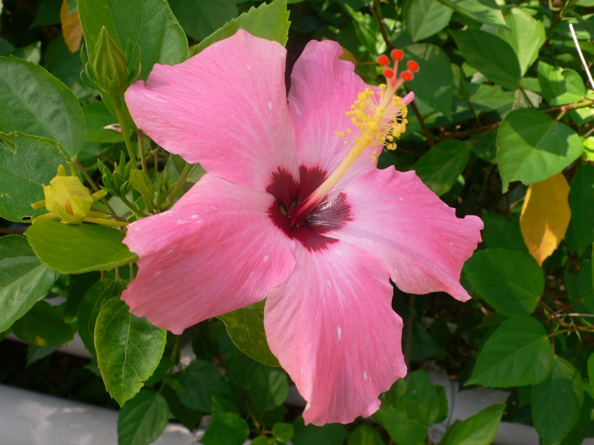 Hibiscus pink fully opened