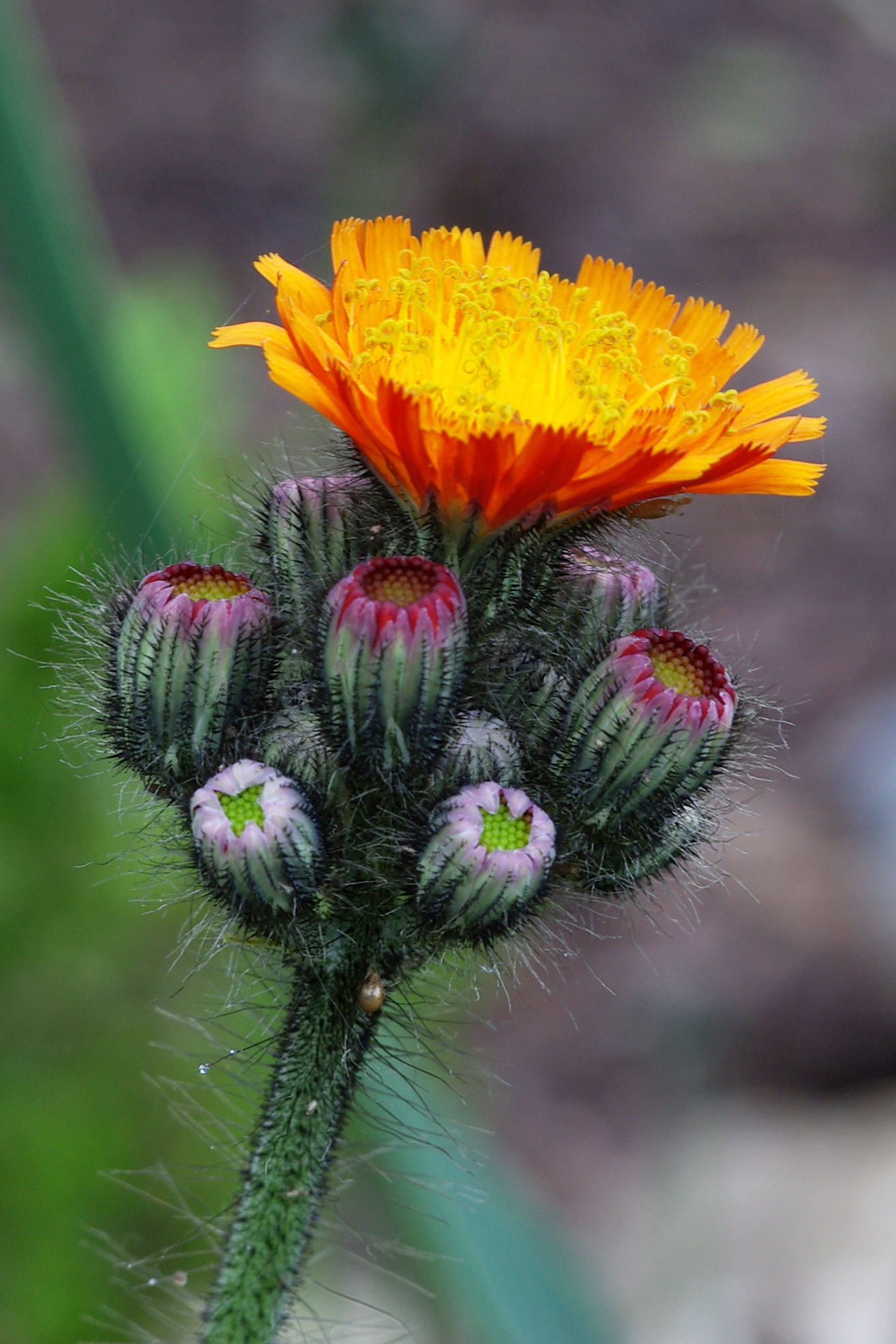 Hieracium aurantiacum, flower and buds, portrait