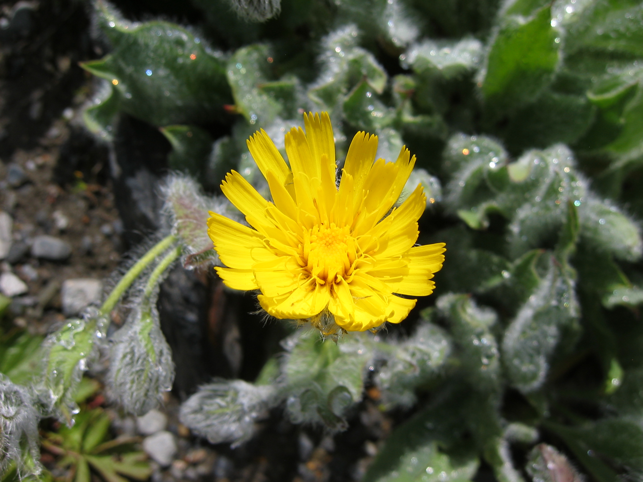 Hieracium villosum 0071