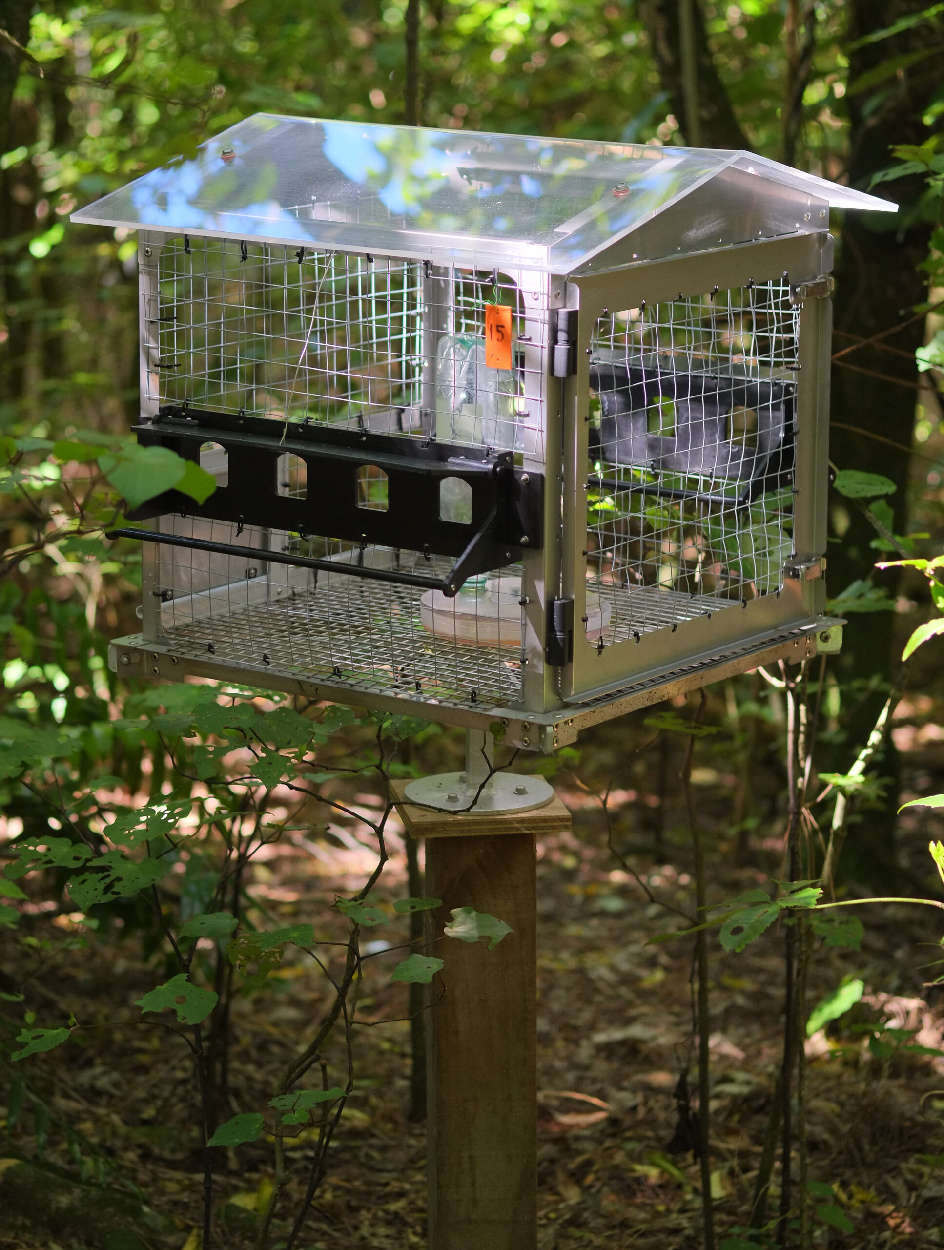 Hihi feeder in the bush