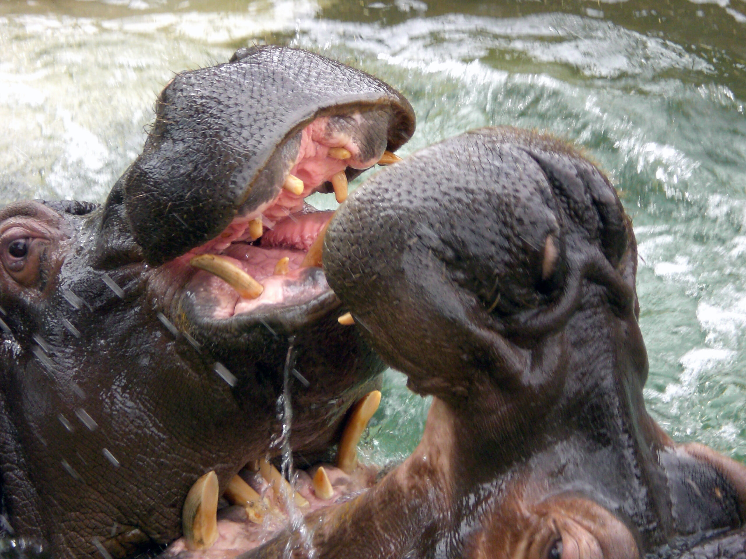 Hippopotamus @ Barcelona zoo