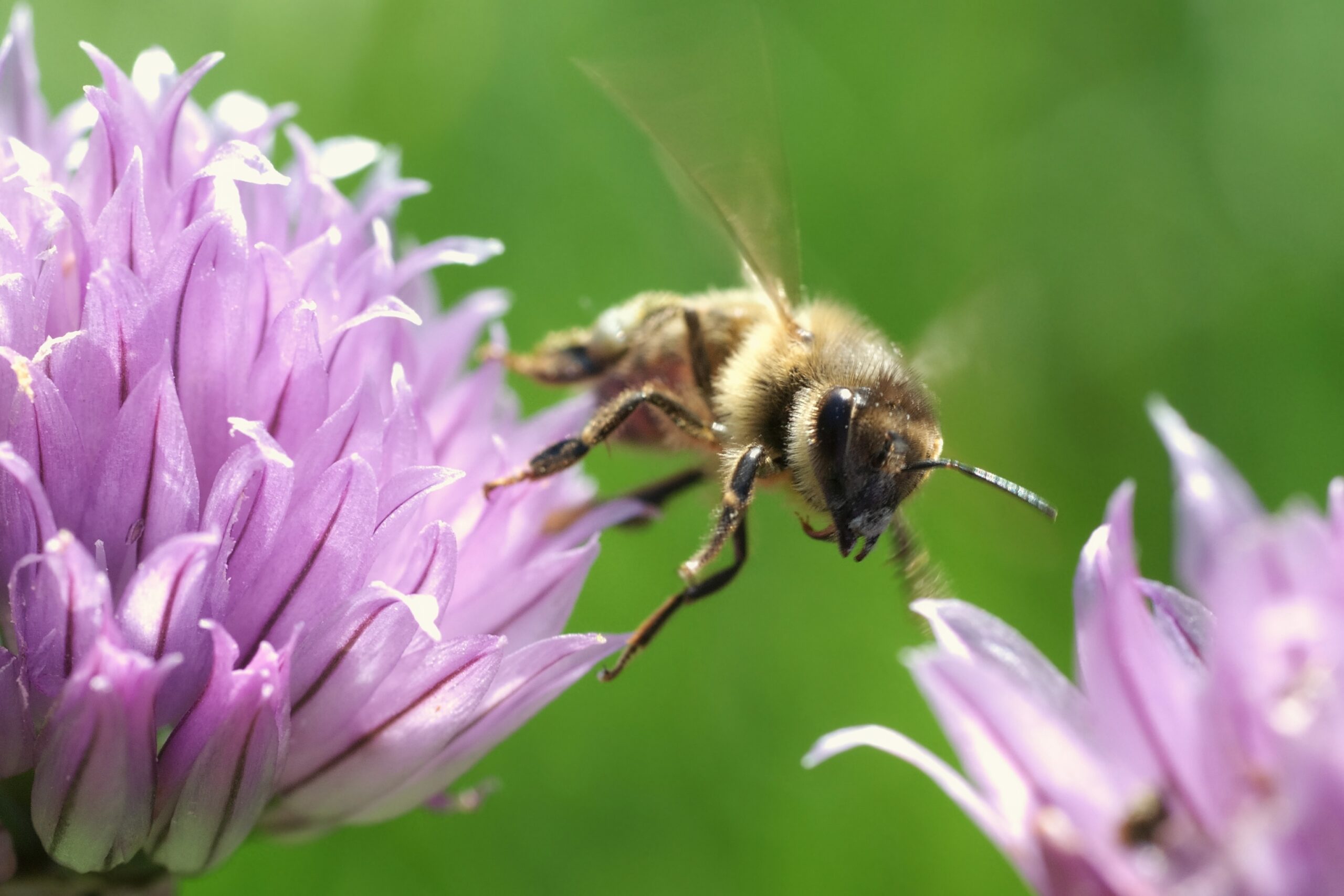 Honey bee departing