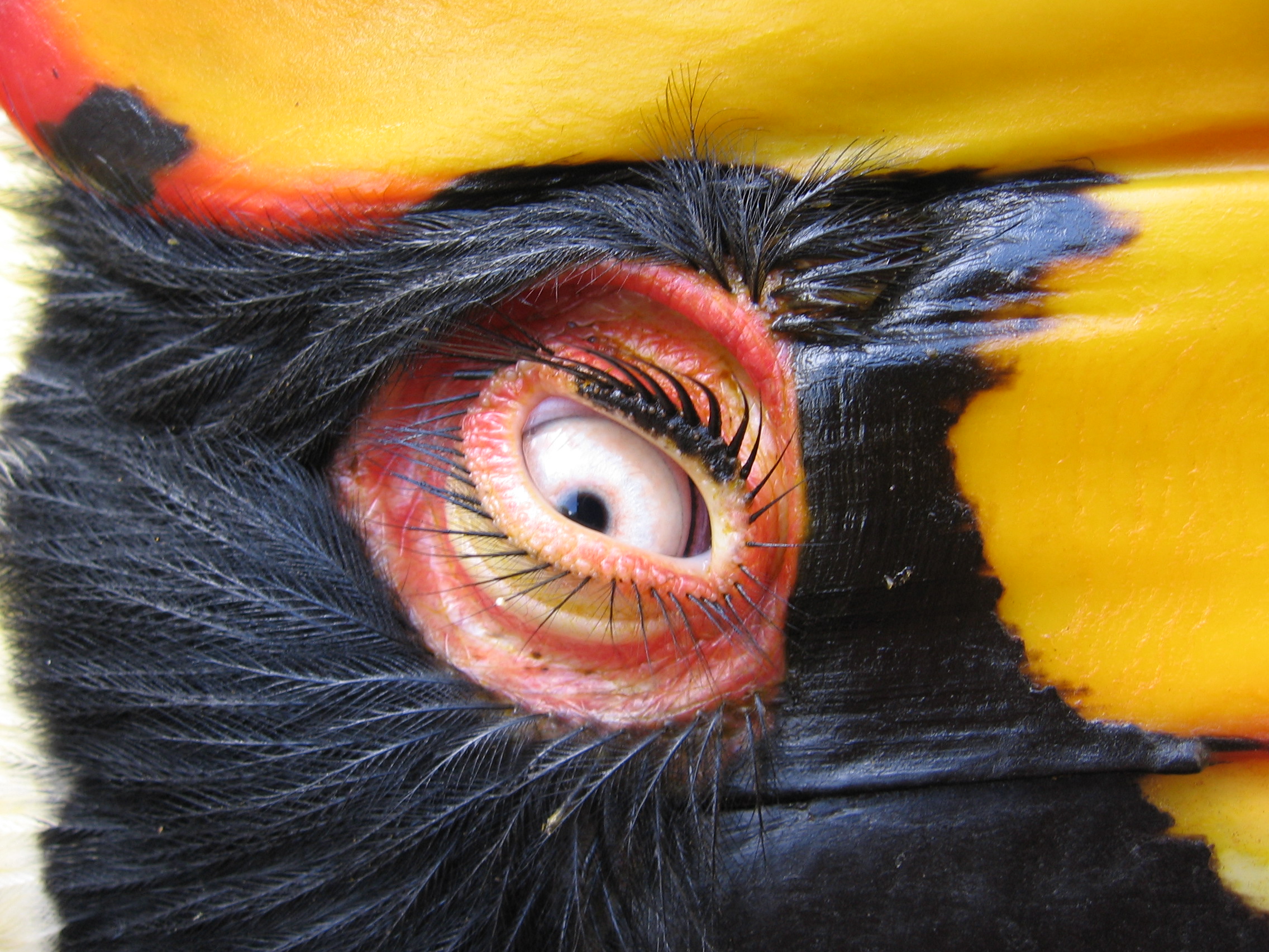 Hornbill eyelash