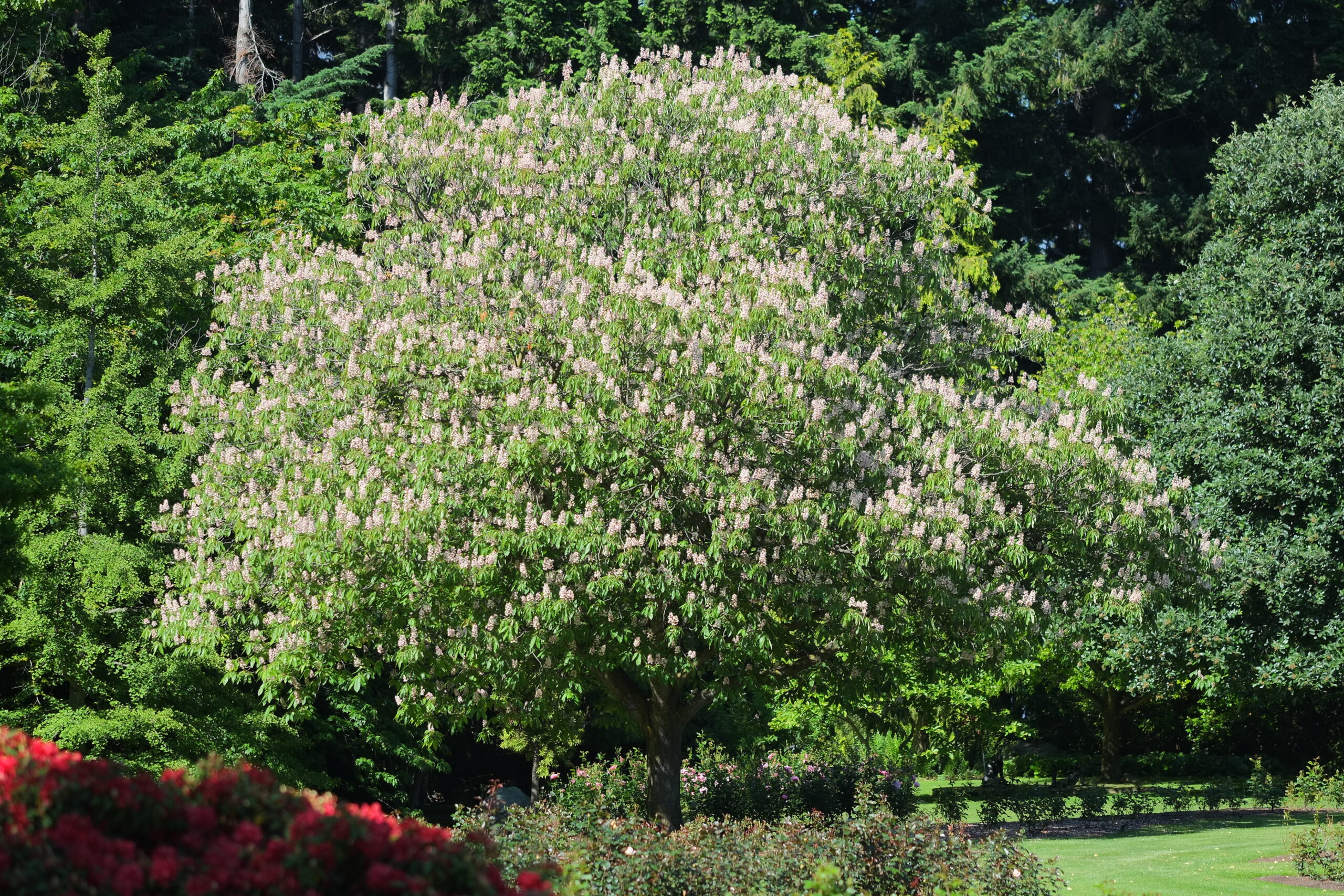 Horse chestnut tree in Queenstown Gardens