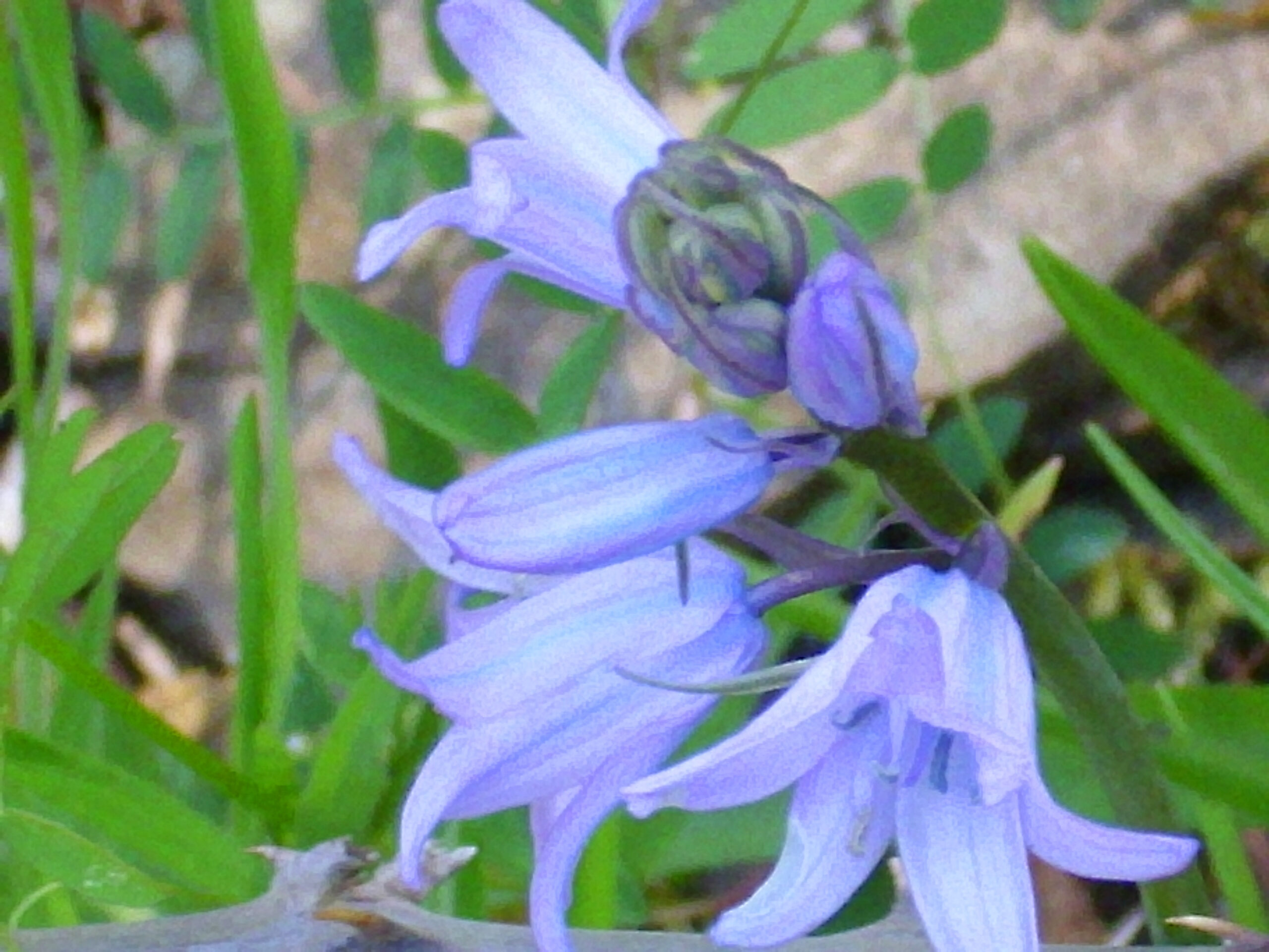 Hyacinthoides hispanica, Sierra Madrona, Spain - flower stem closeup