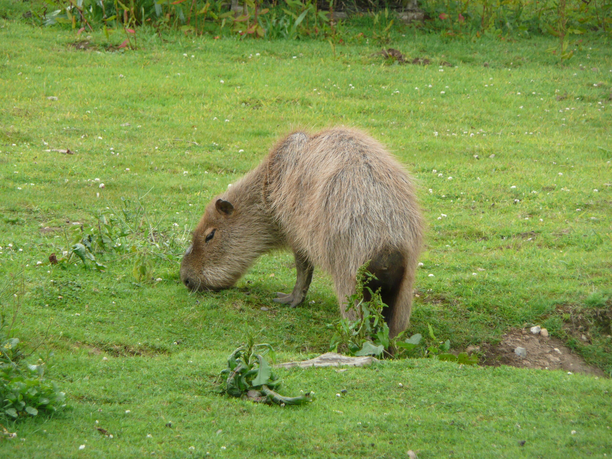 Hydrochoeris hydrochaeris in Howletts Wild Animal Park