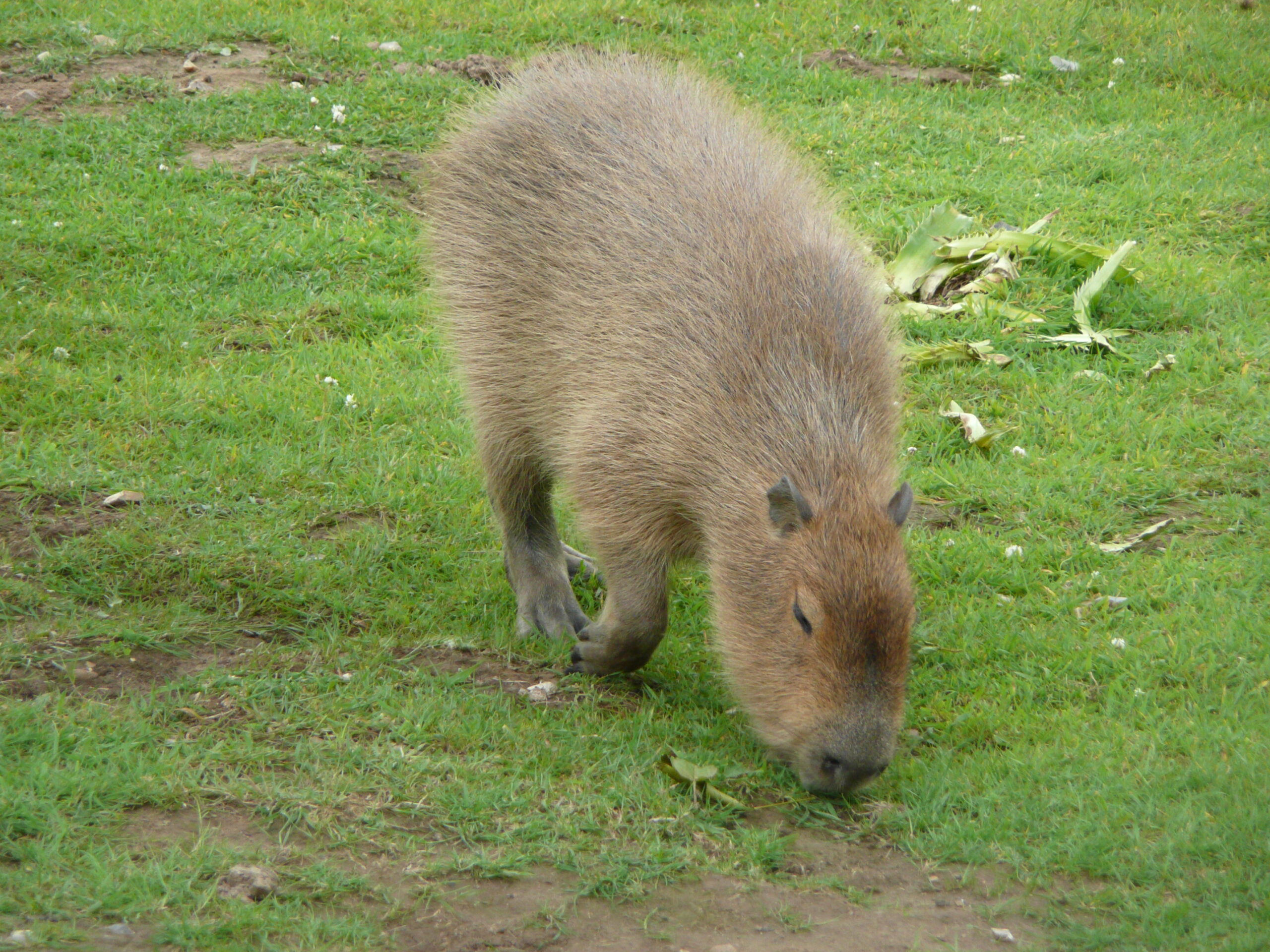 Hydrochoeris hydrochaeris in Howletts Wild Animal Park 3