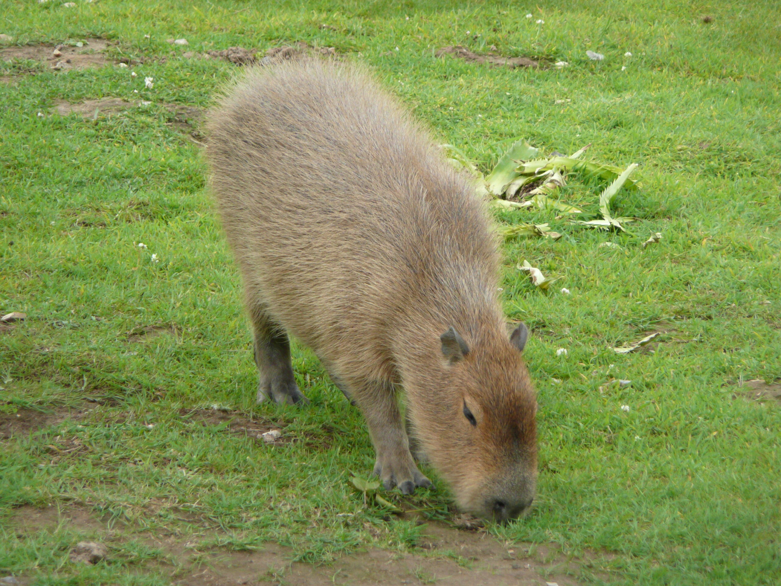 Hydrochoeris hydrochaeris in Howletts Wild Animal Park 4
