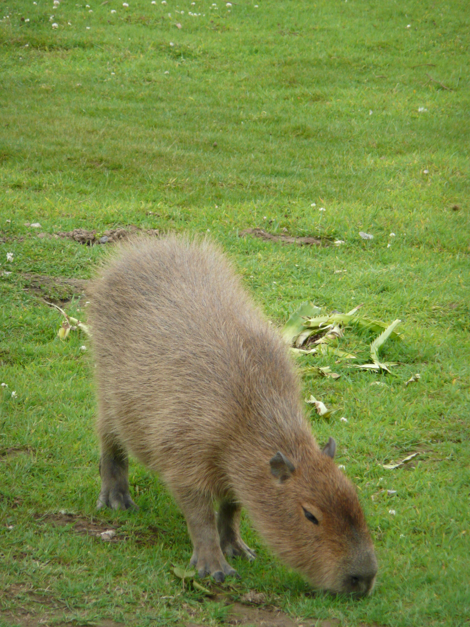 Hydrochoeris hydrochaeris in Howletts Wild Animal Park 5