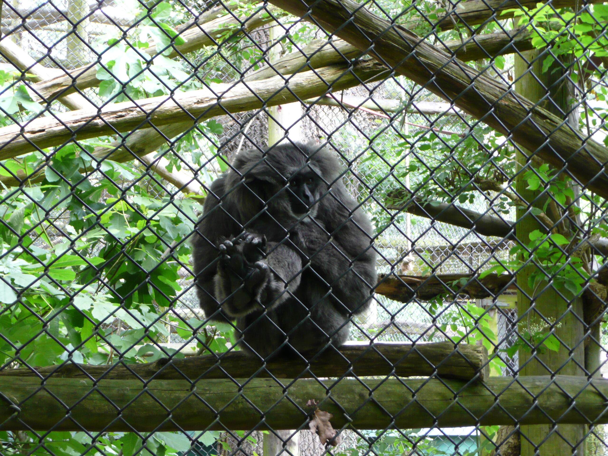 Hylobates moloch on mesh in Howletts Wild Animal Park