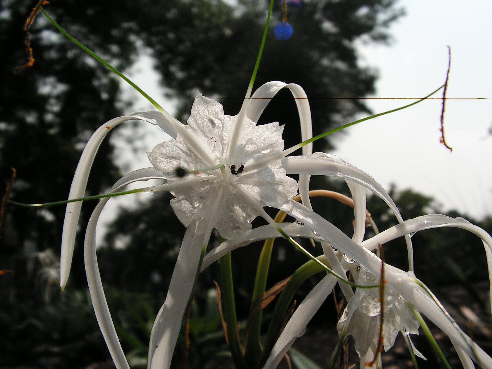 Hymenocallis sp. flower 2