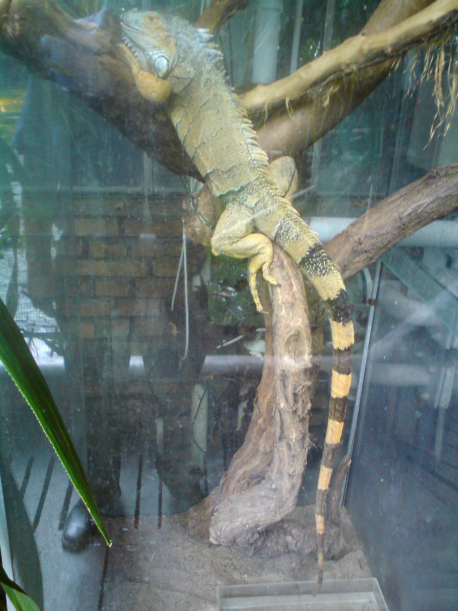 Iguana iguana1