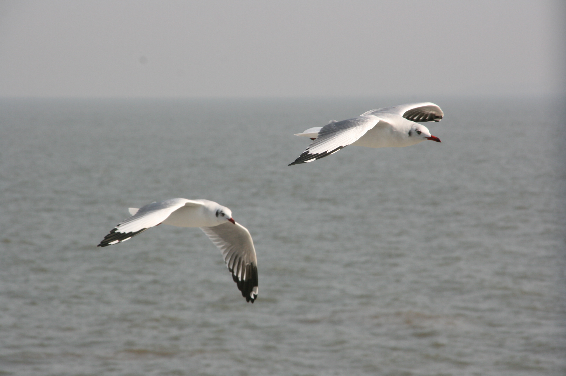 Imageseagullflying