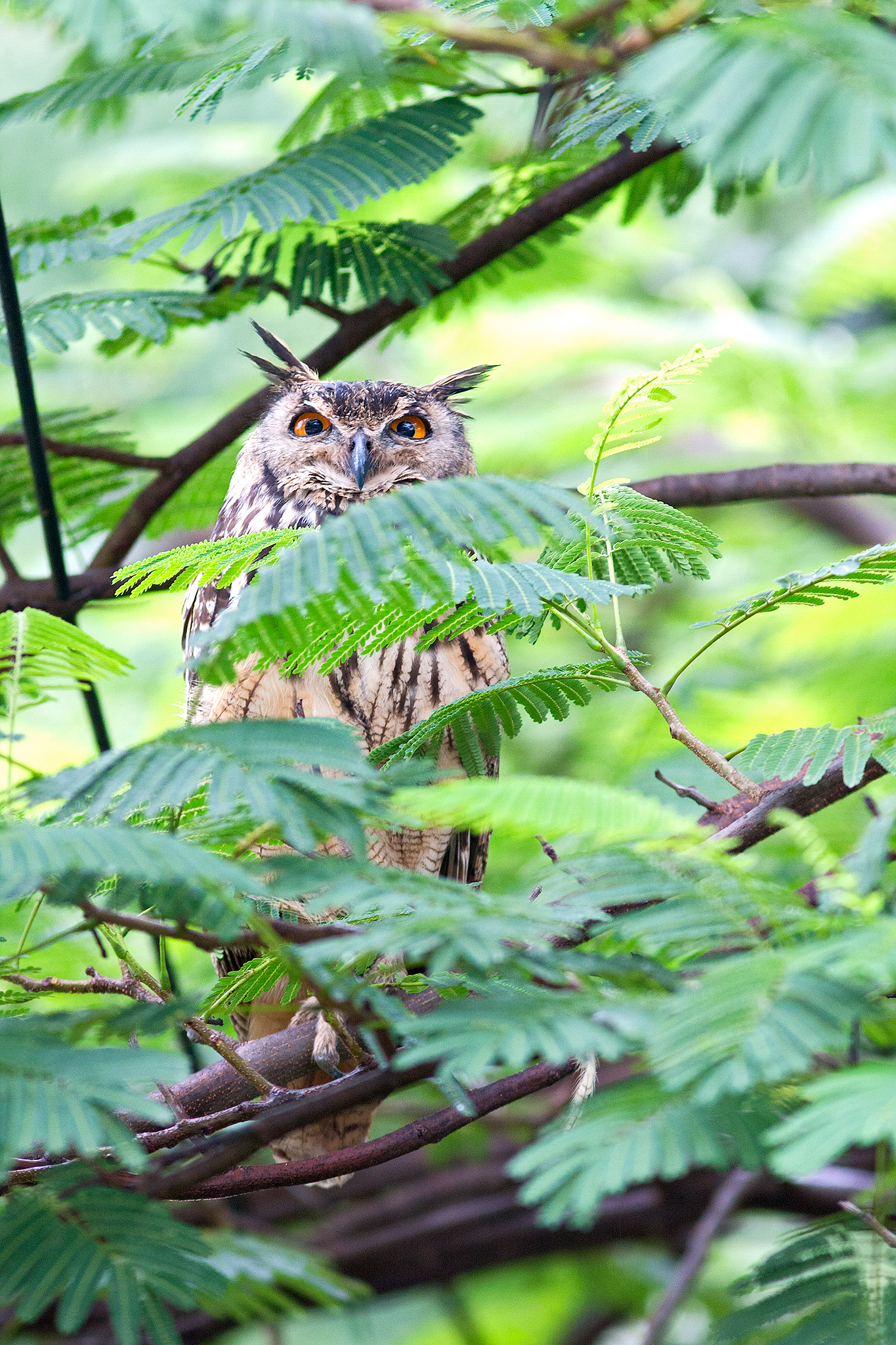 Indian Eagle Owl Bubo bengalensis, Pune